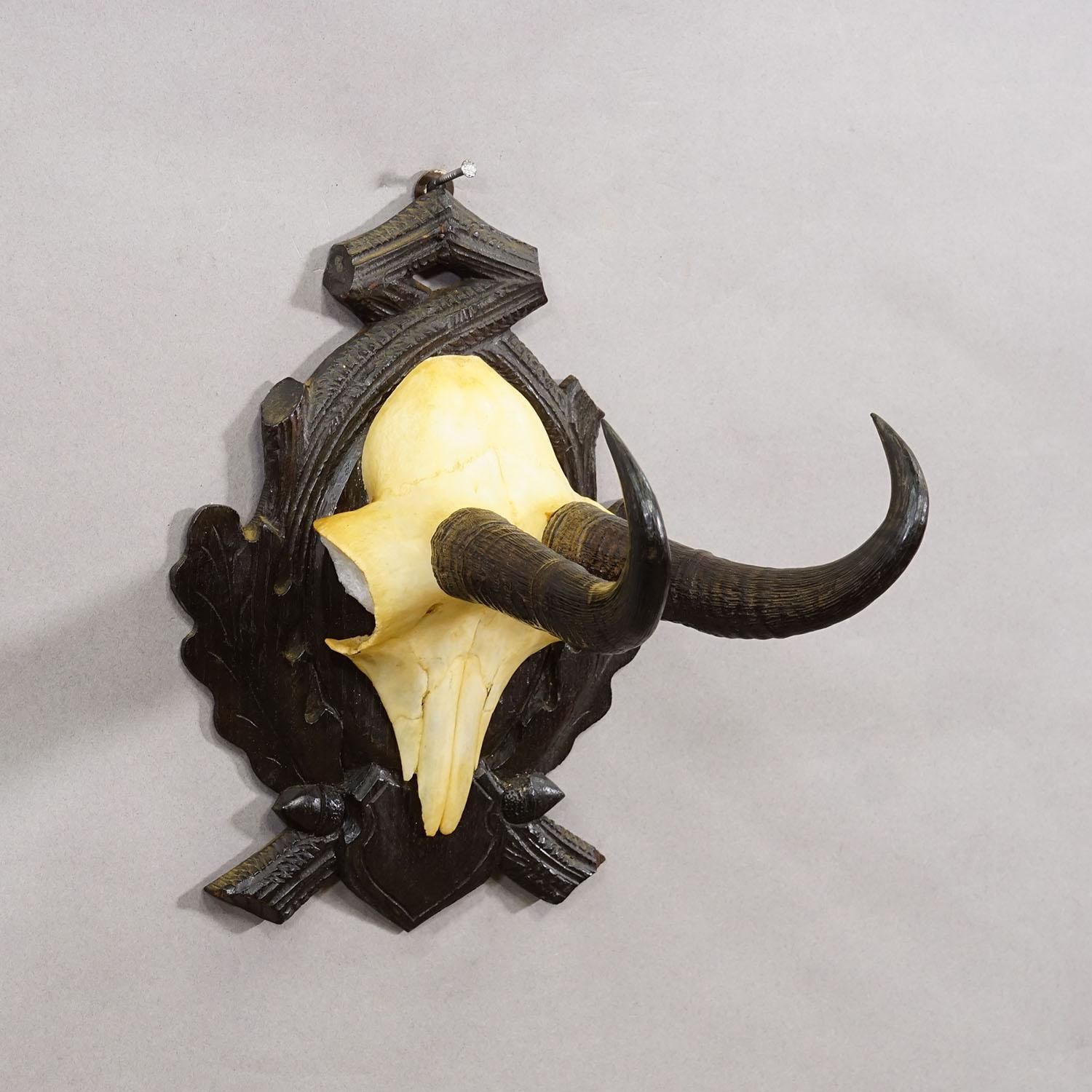 Antique Chamois Trophy On Carved Plaque, Germany Ca. 1930s photo for sale