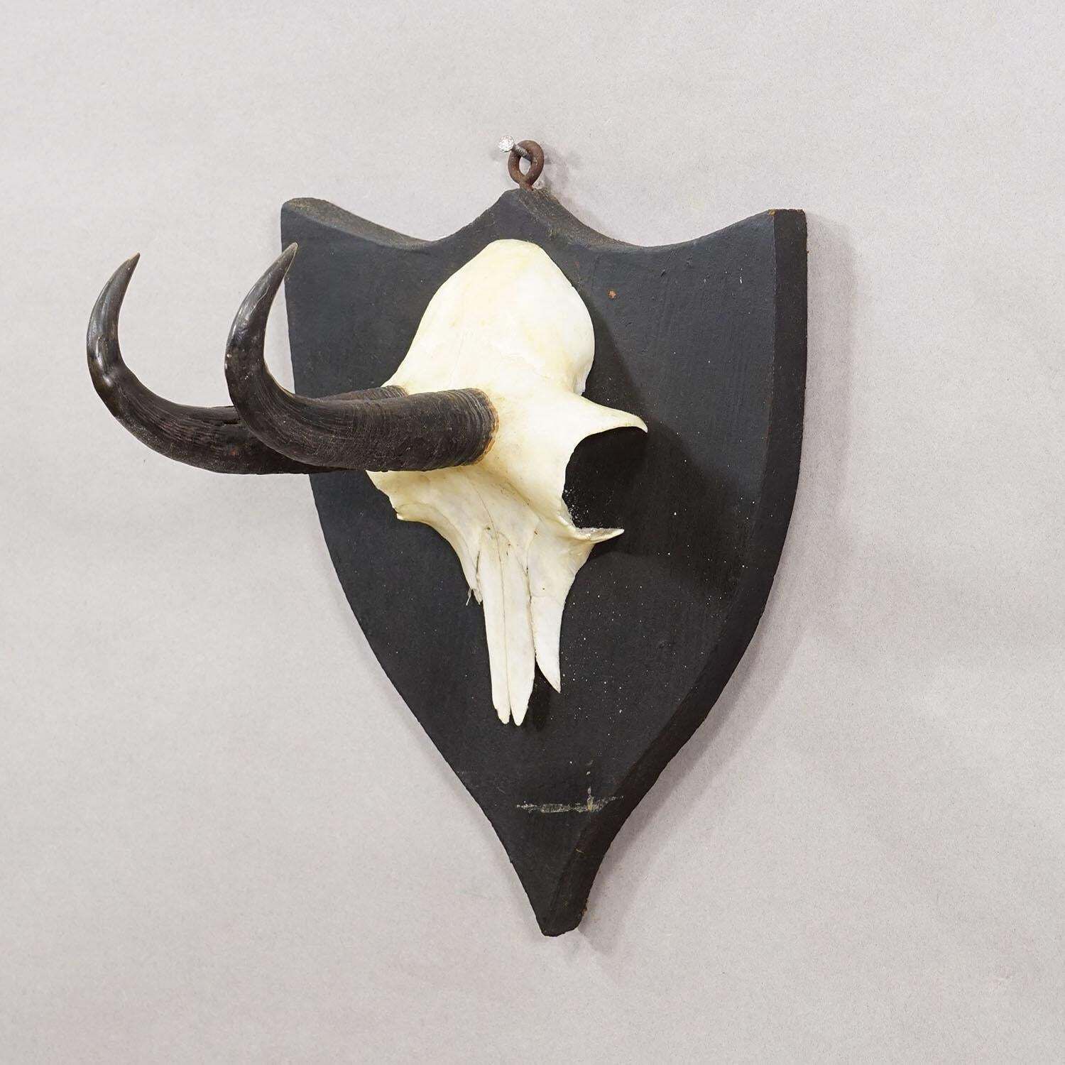 Antique Chamois Trophy On Carved Plaque, Germany Ca. 1900 photo for sale