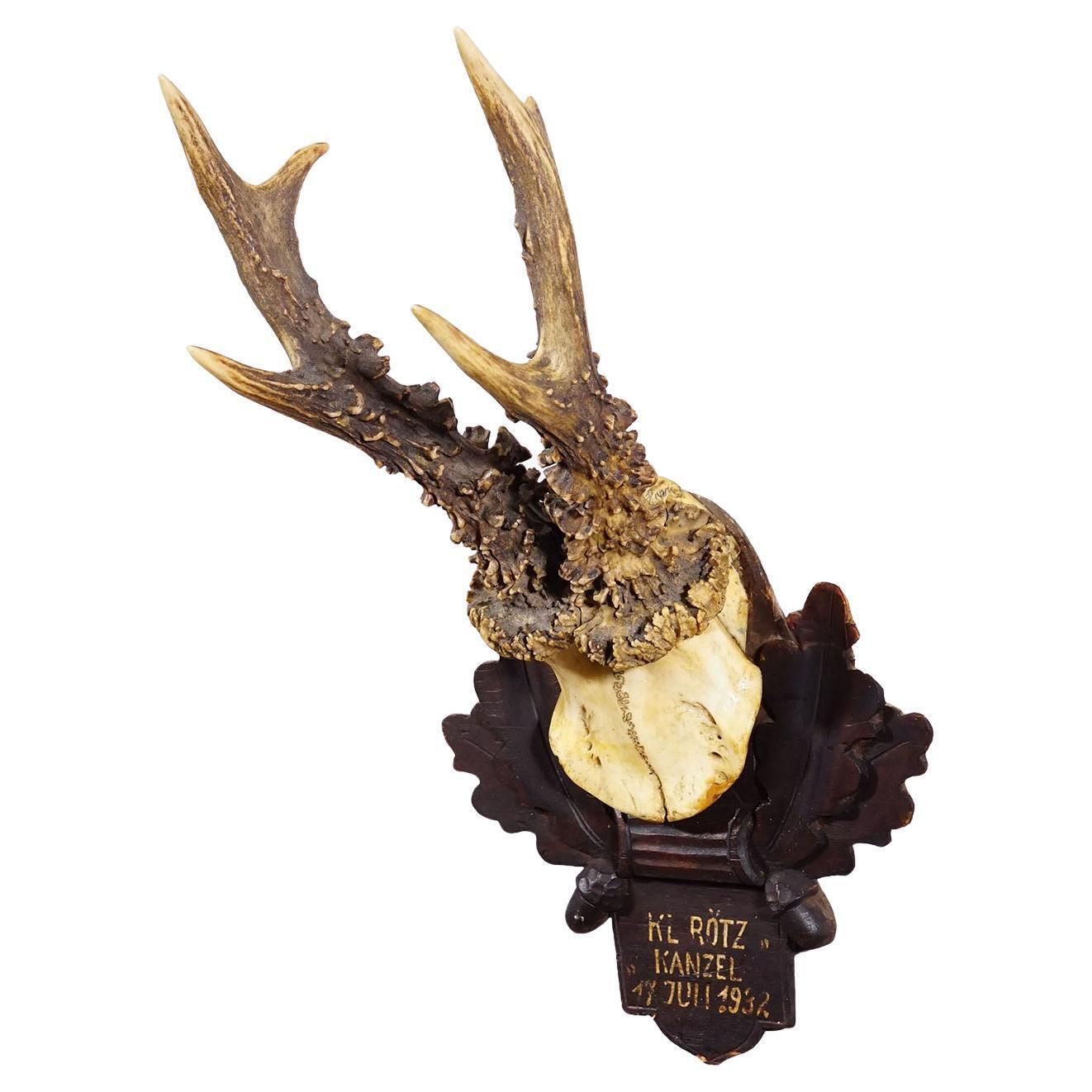 Antique Black Forest Red Deer Trophy On Carved Plaque   Germany 1932