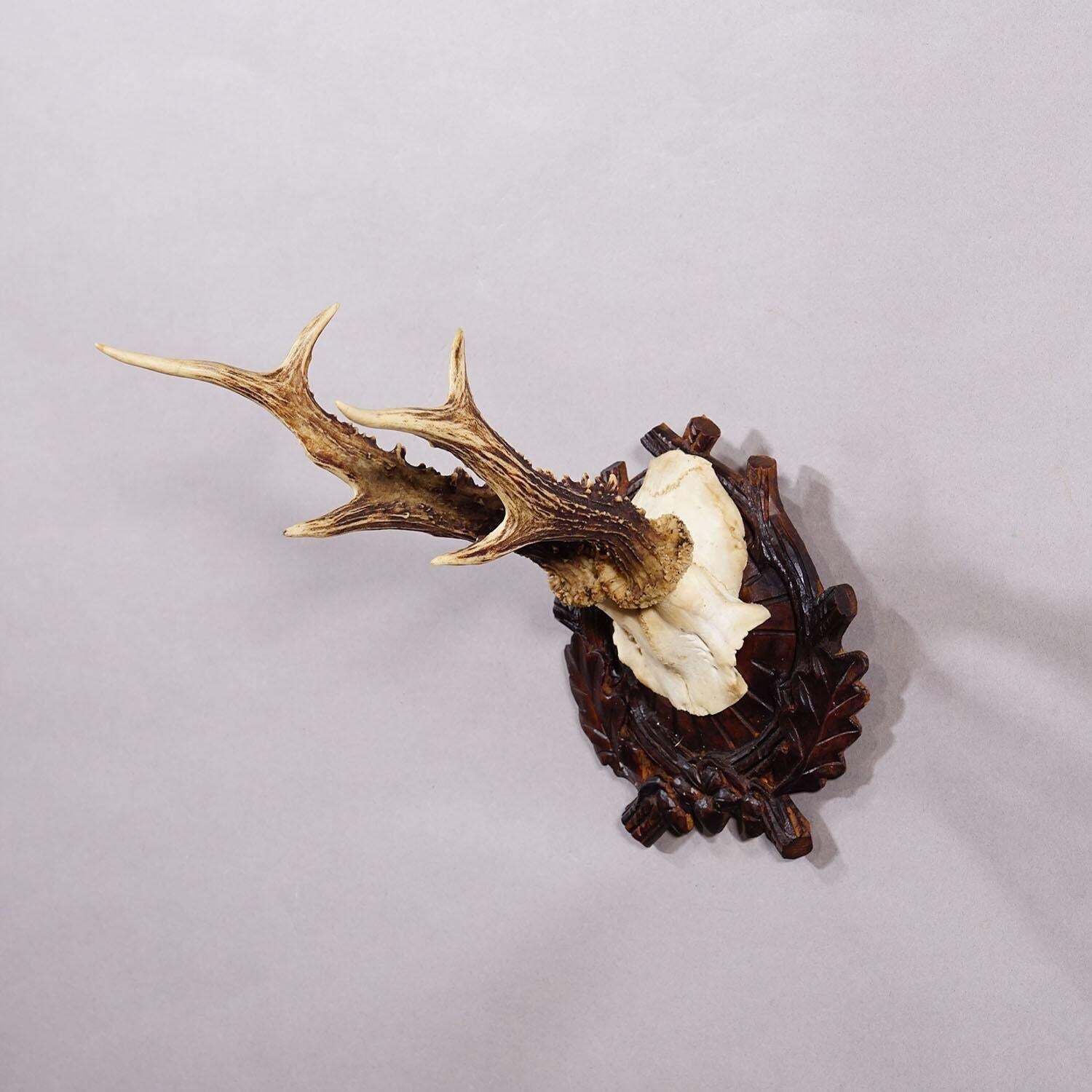 Antique Black Forest Red Deer Trophy On Carved Plaque   Germany Ca. 1910 photo for sale
