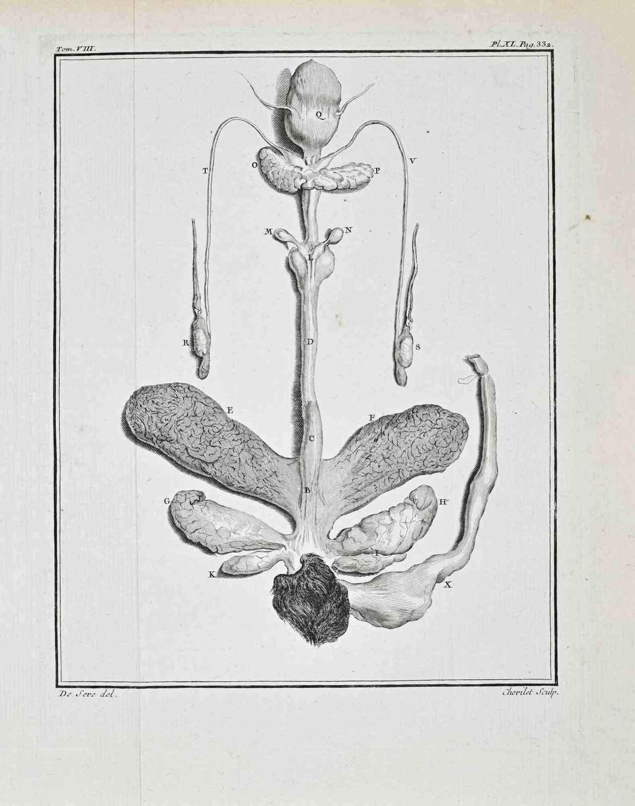 Buvée L'américainanimal Anatomy   Etching By Buvée L'américain   17711771