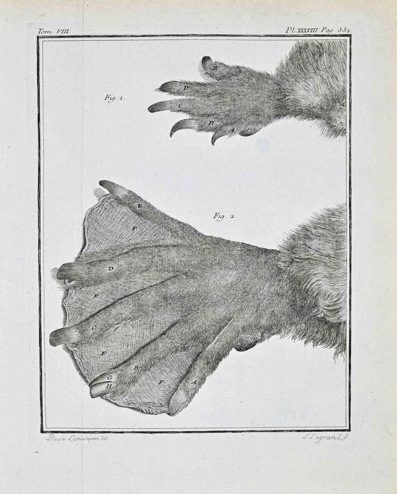 Antoine Defehrtanimal Anatomy   Etching By Antoine Defehrt   17711771