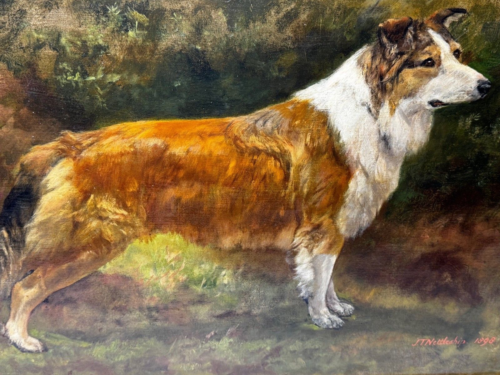 Large Victorian Oil Portrait Rough Collie Signed By John Trivett Nettleship photo for sale