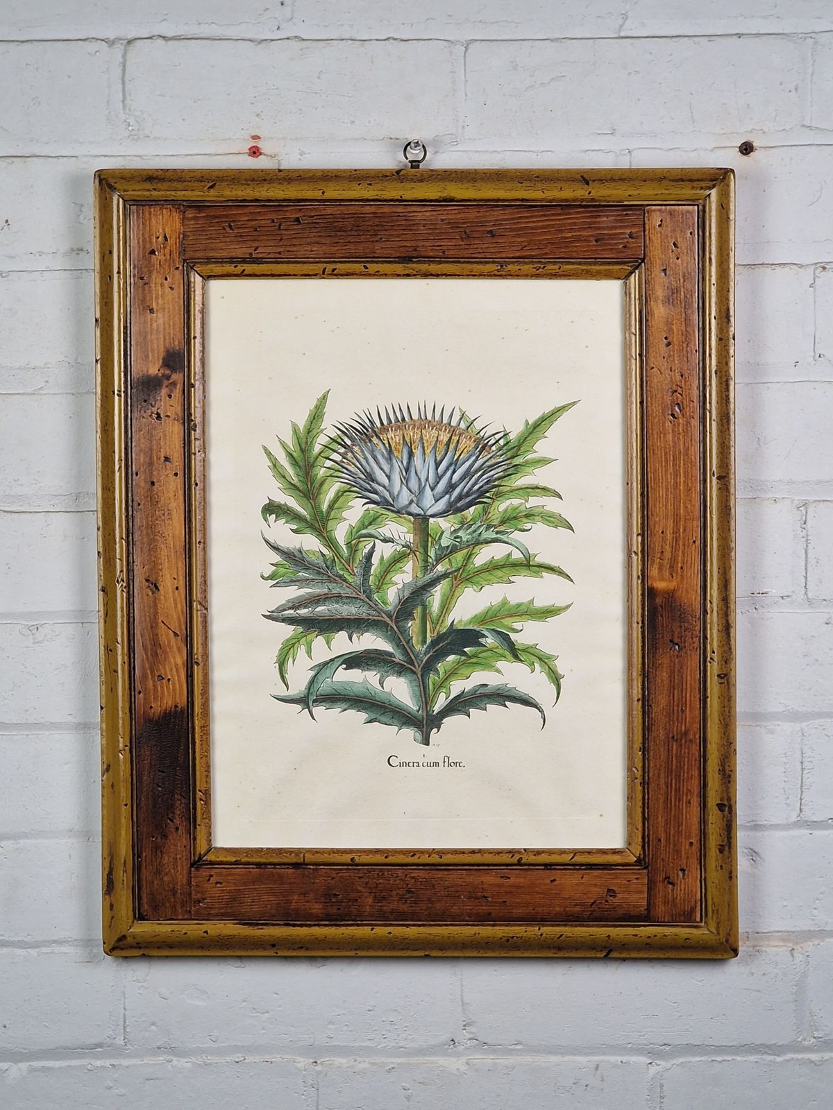 Cinera Cum Flore, After Basilius Besler (1561 1629). Vintage Bookplate Print. photo furniture