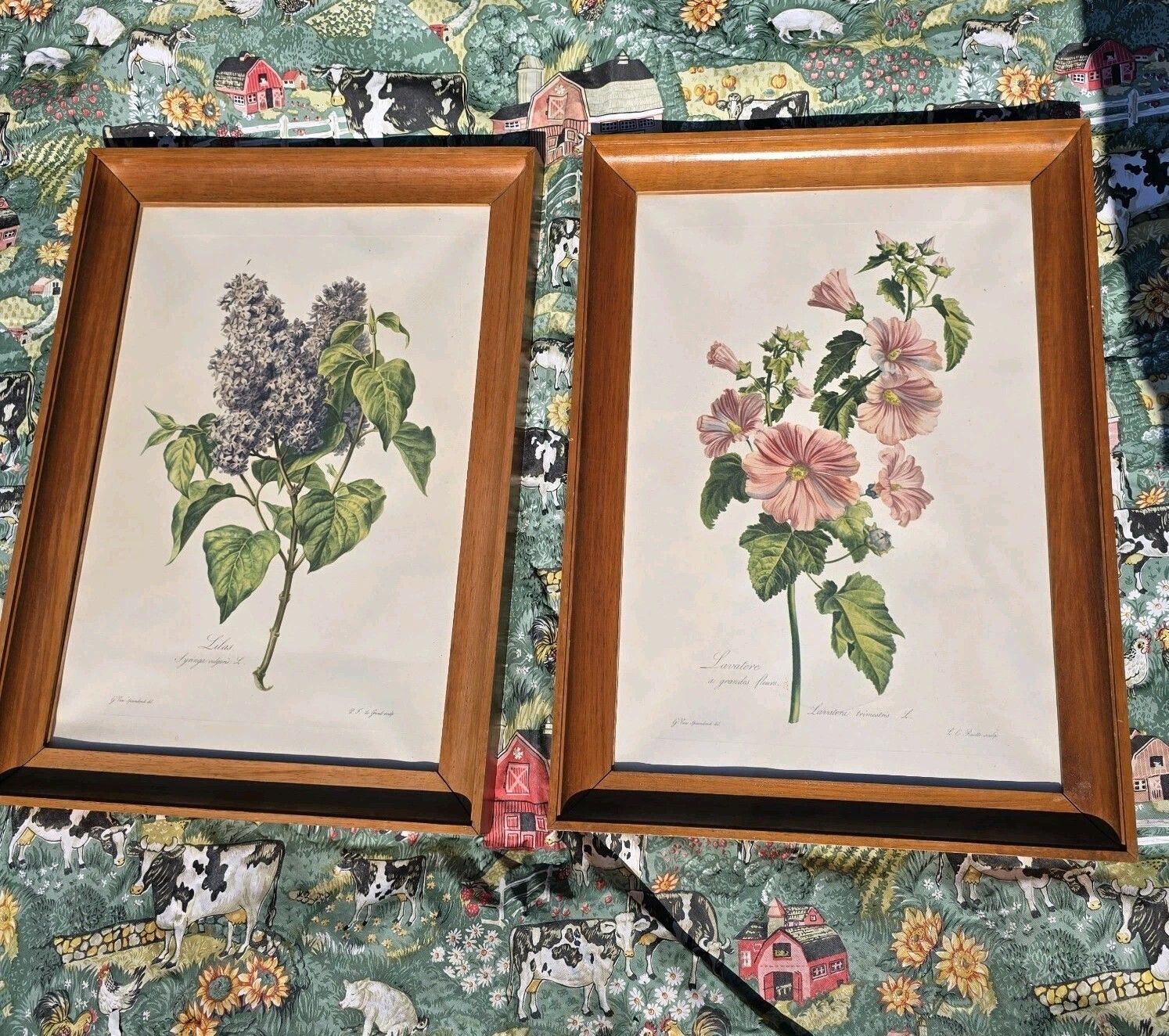 Vintage Botanical Floral Pints Framed Litograph Gerard Van Spaendonck 1957 Xl photo furniture