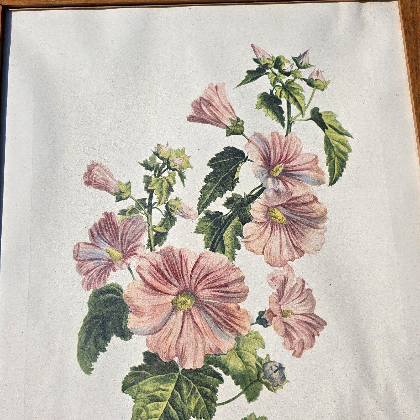 Vintage Botanical Floral Pints Framed Litograph Gerard Van Spaendonck 1957 Xl photo Art