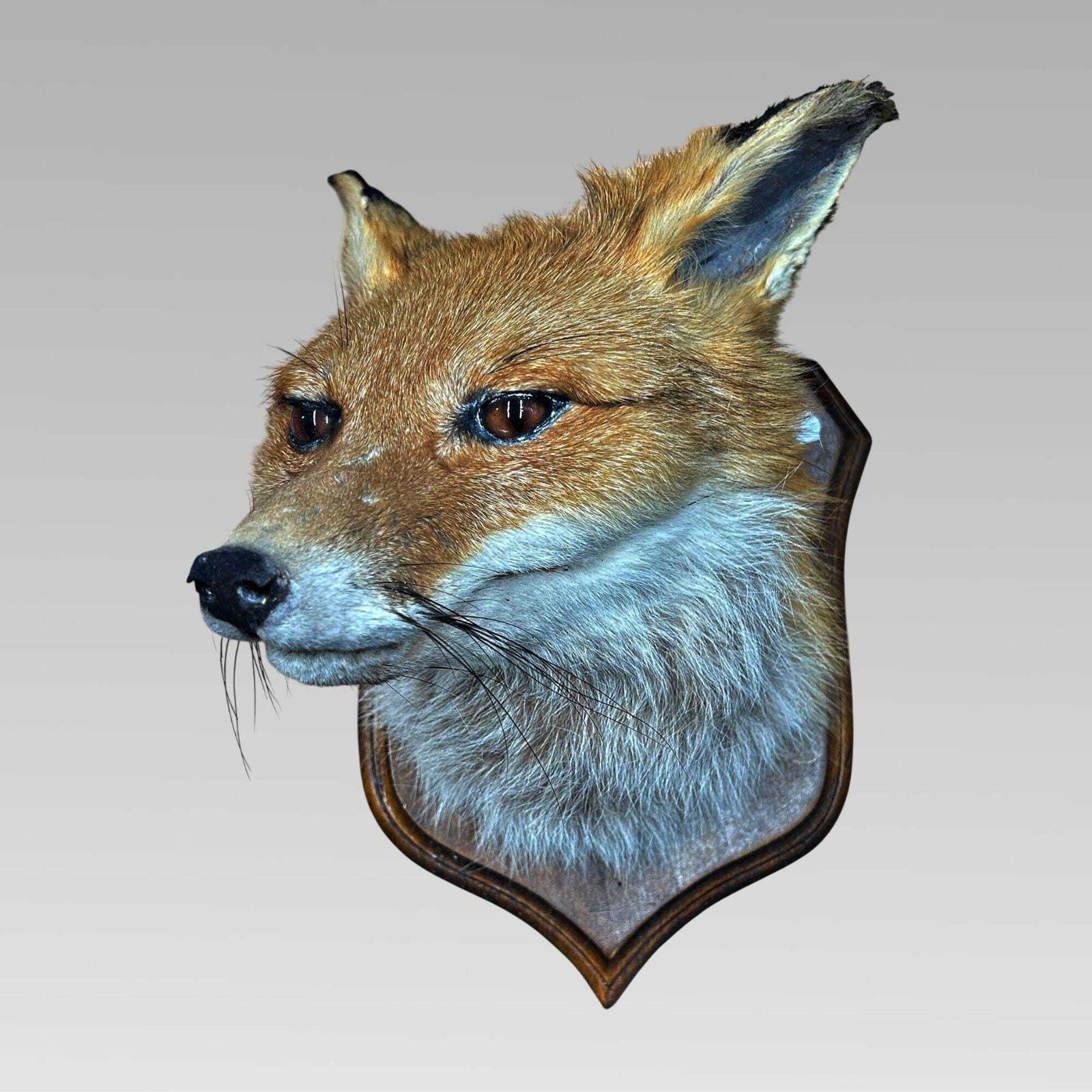 Stunning Decorative Taxidermy Fox Head On Shield Plaque, Hunting Interest