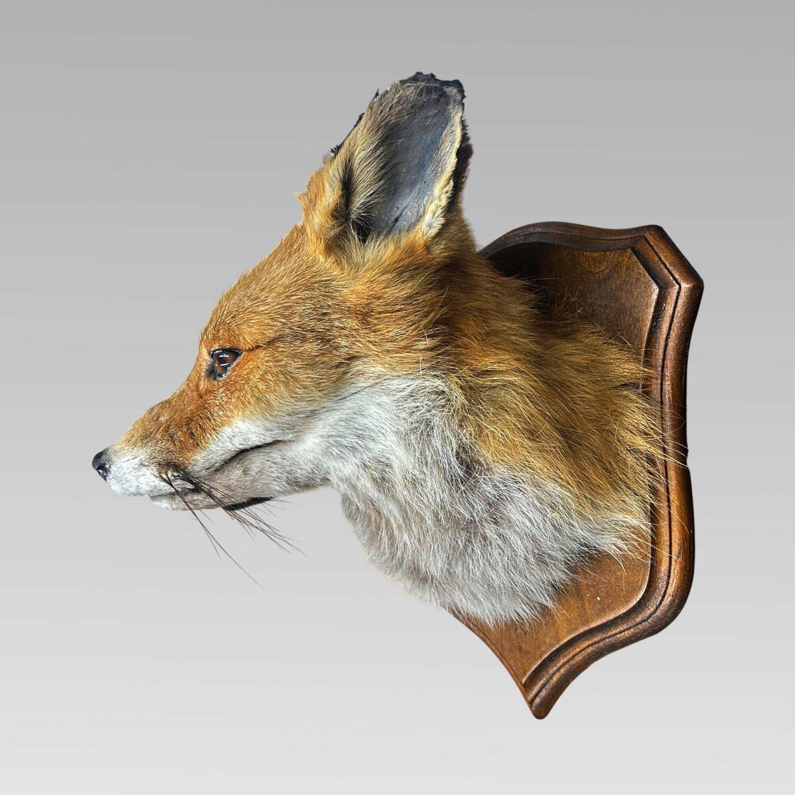 Stunning Decorative Taxidermy Fox Head On Shield Plaque, Hunting Interest photo furniture