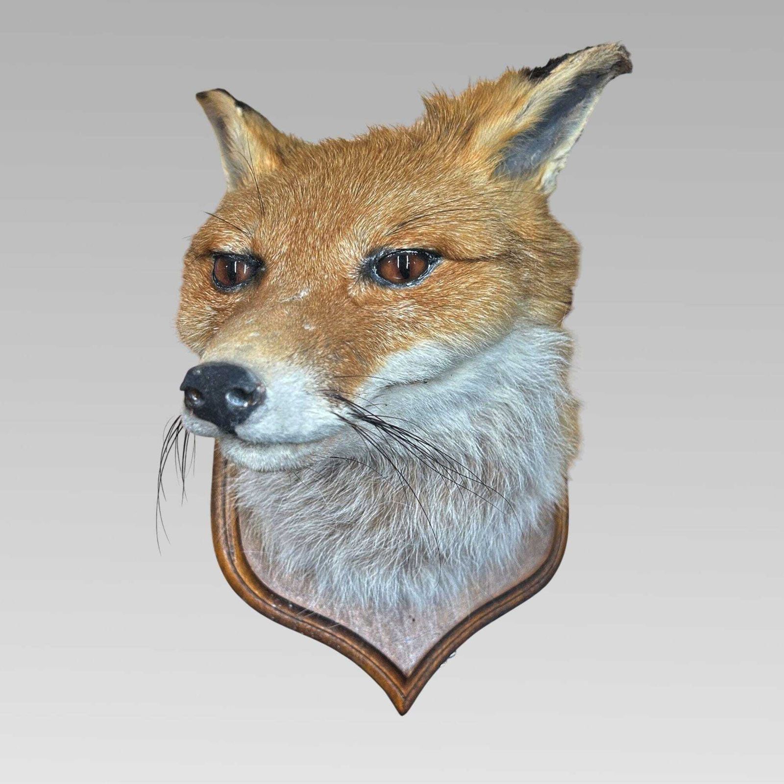 Stunning Decorative Taxidermy Fox Head On Shield Plaque, Hunting Interest photo Art