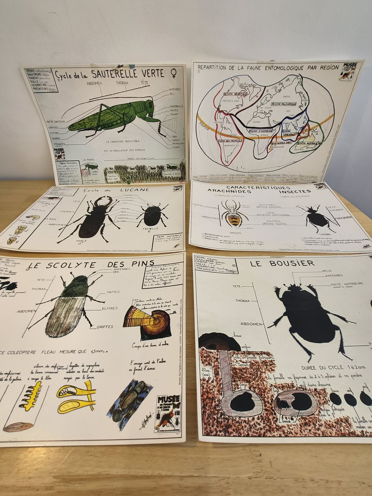 Vintage French Natural History Insect Educational Charts – Set Of 6 – Museum Edition J.L. Pons photo for sale