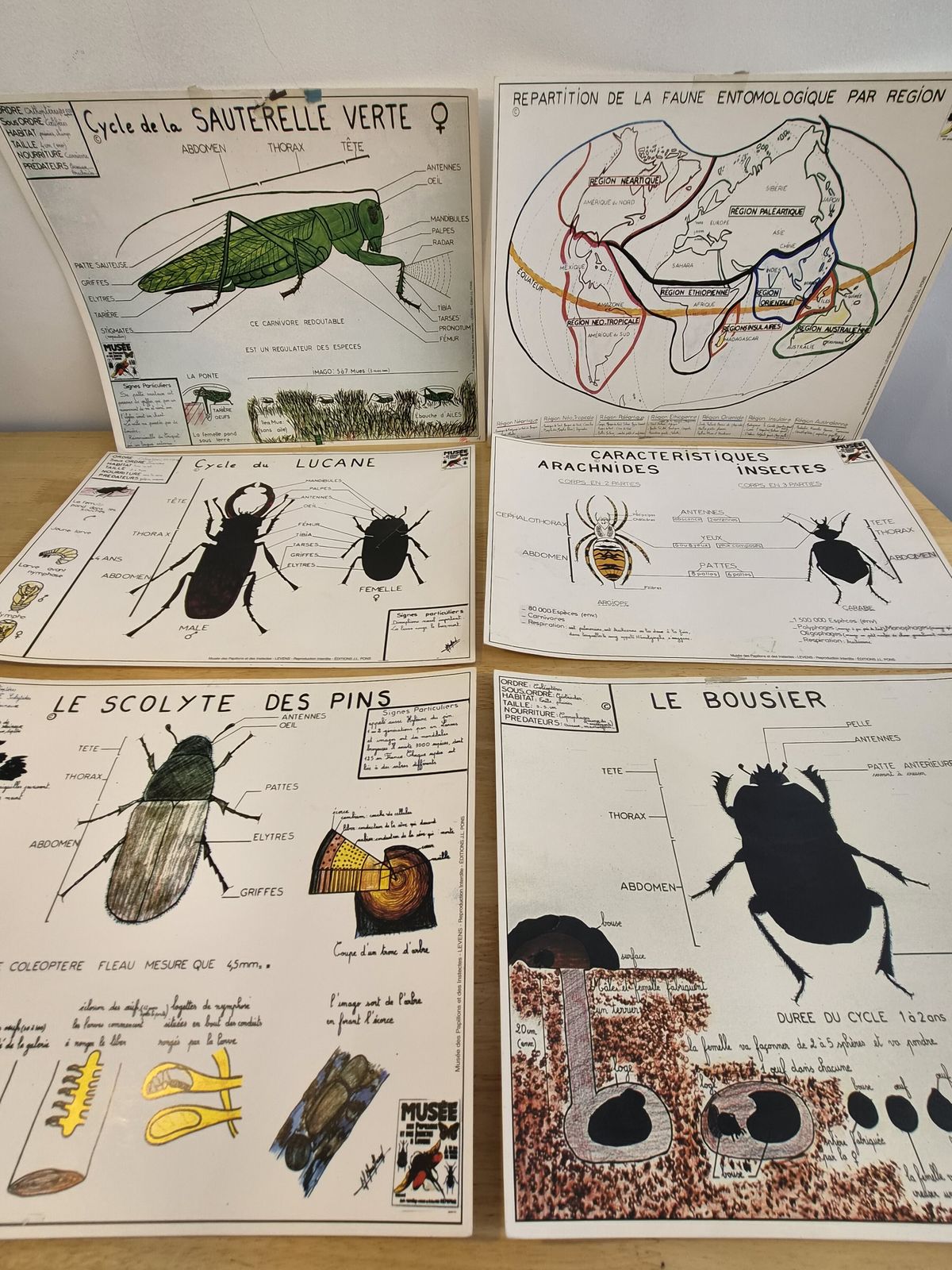 Vintage French Natural History Insect Educational Charts – Set Of 6 – Museum Edition J.L. Pons photo Art