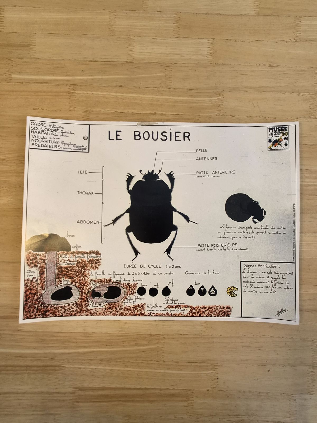 Vintage French Natural History Insect Educational Charts – Set Of 6 – Museum Edition J.L. Pons photo 220.0