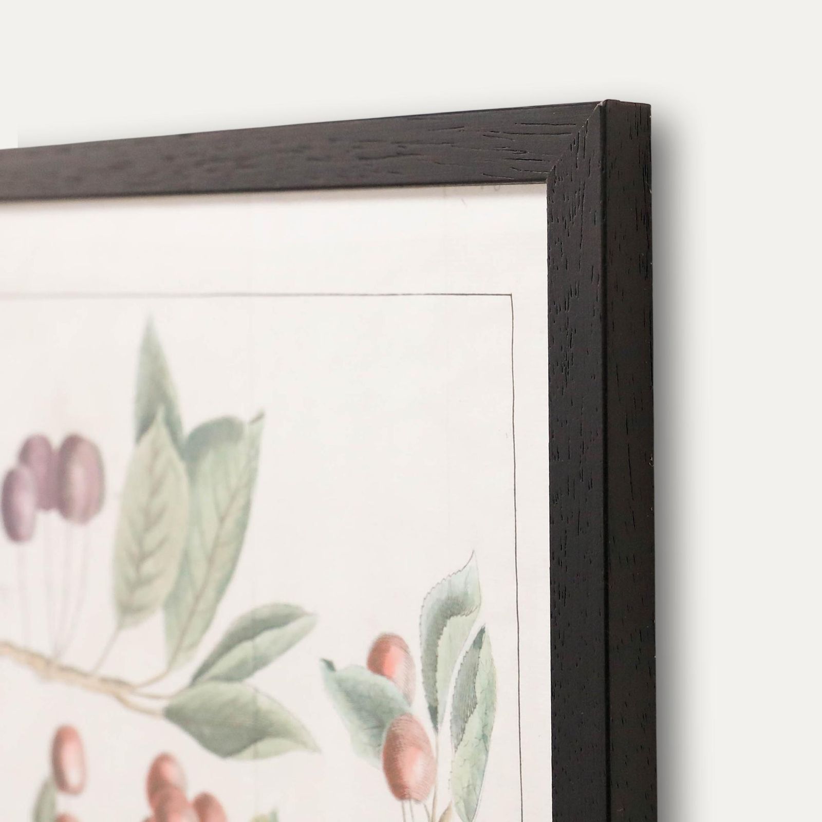 After Johann Hermann Knoop (1700 1769)   Framed Engraving, Study Of Cherries photo 175.0