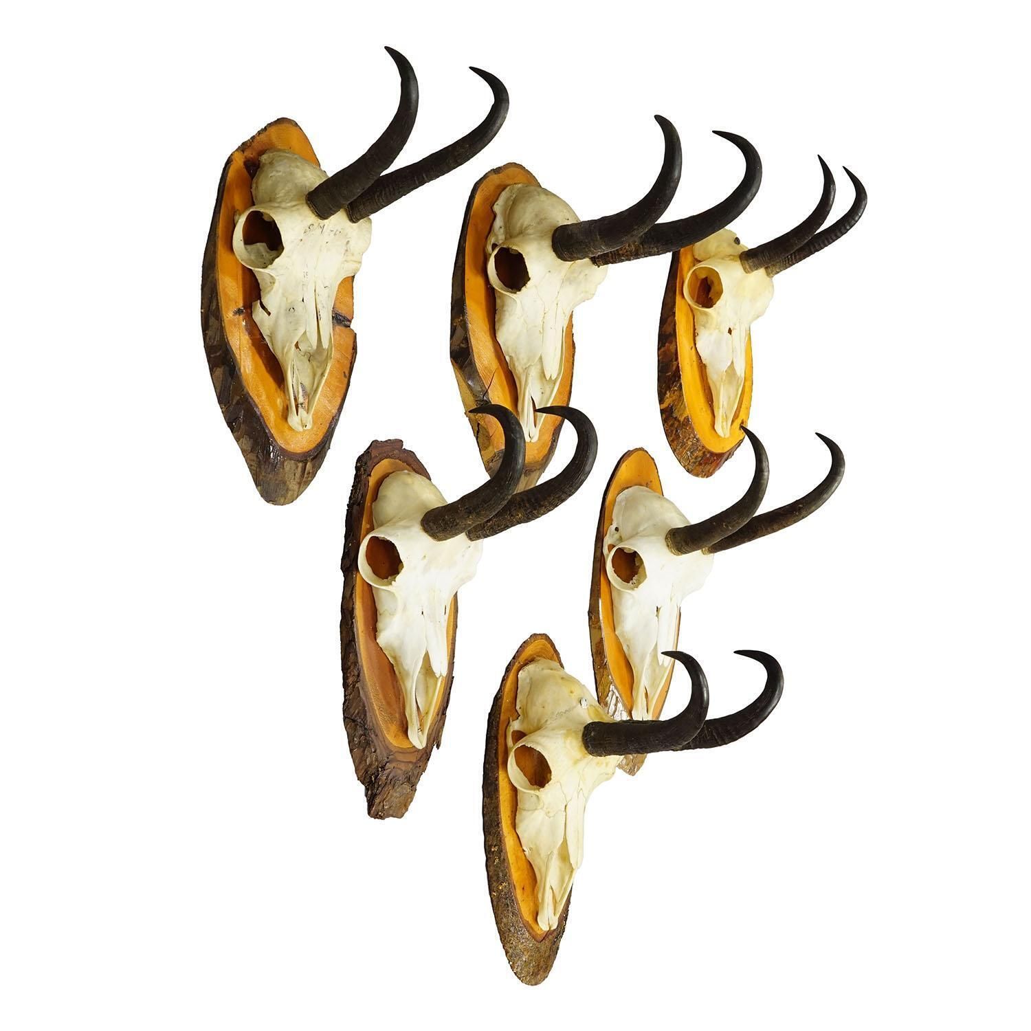 Set Of Six Chamois Trophies On Birch Slices Germany Ca. 1960s photo furniture