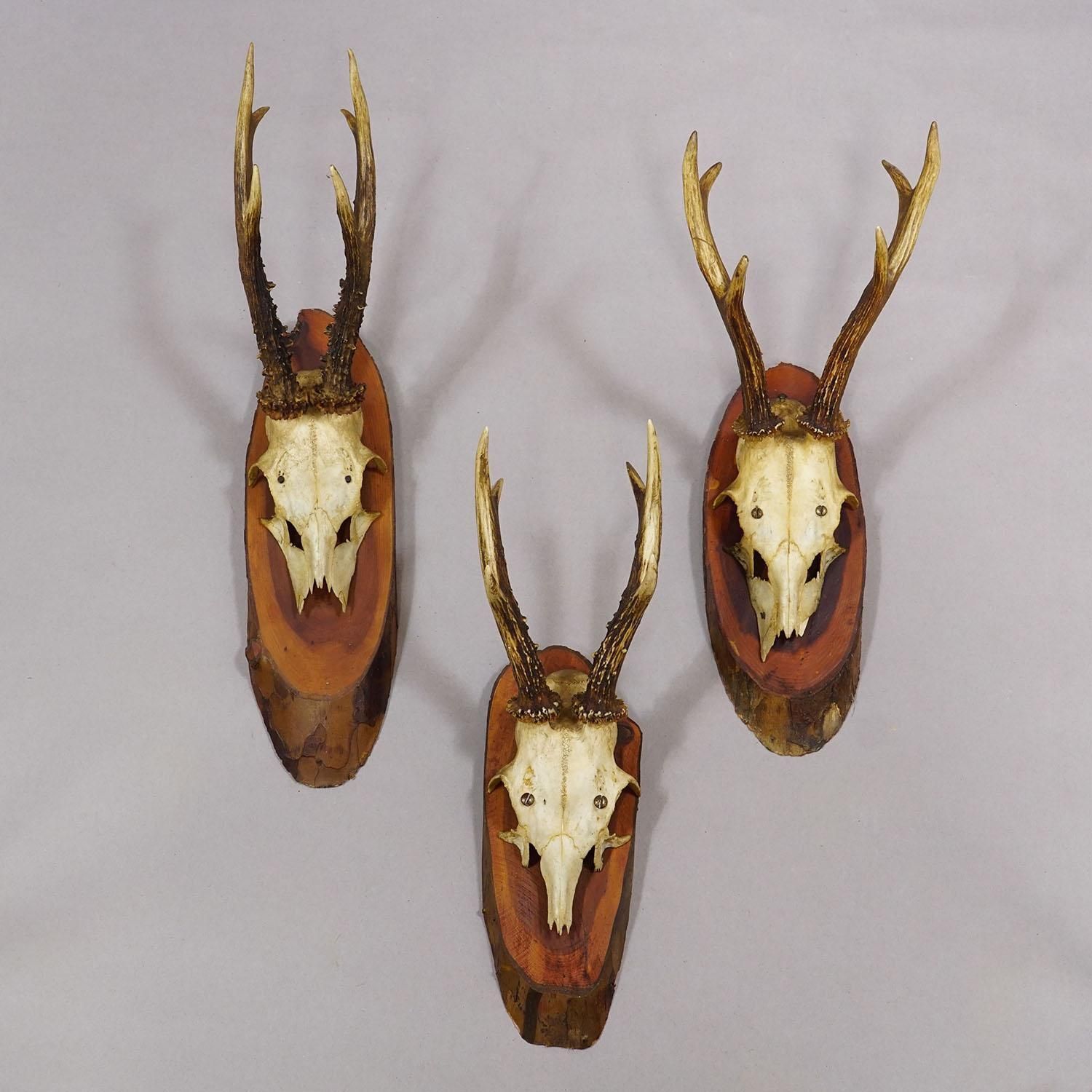 Set Van Zes Reeëntrofs Op Houten Schijven, Duitsland, Ca. Jaren 1960 photo Woonaccessoires