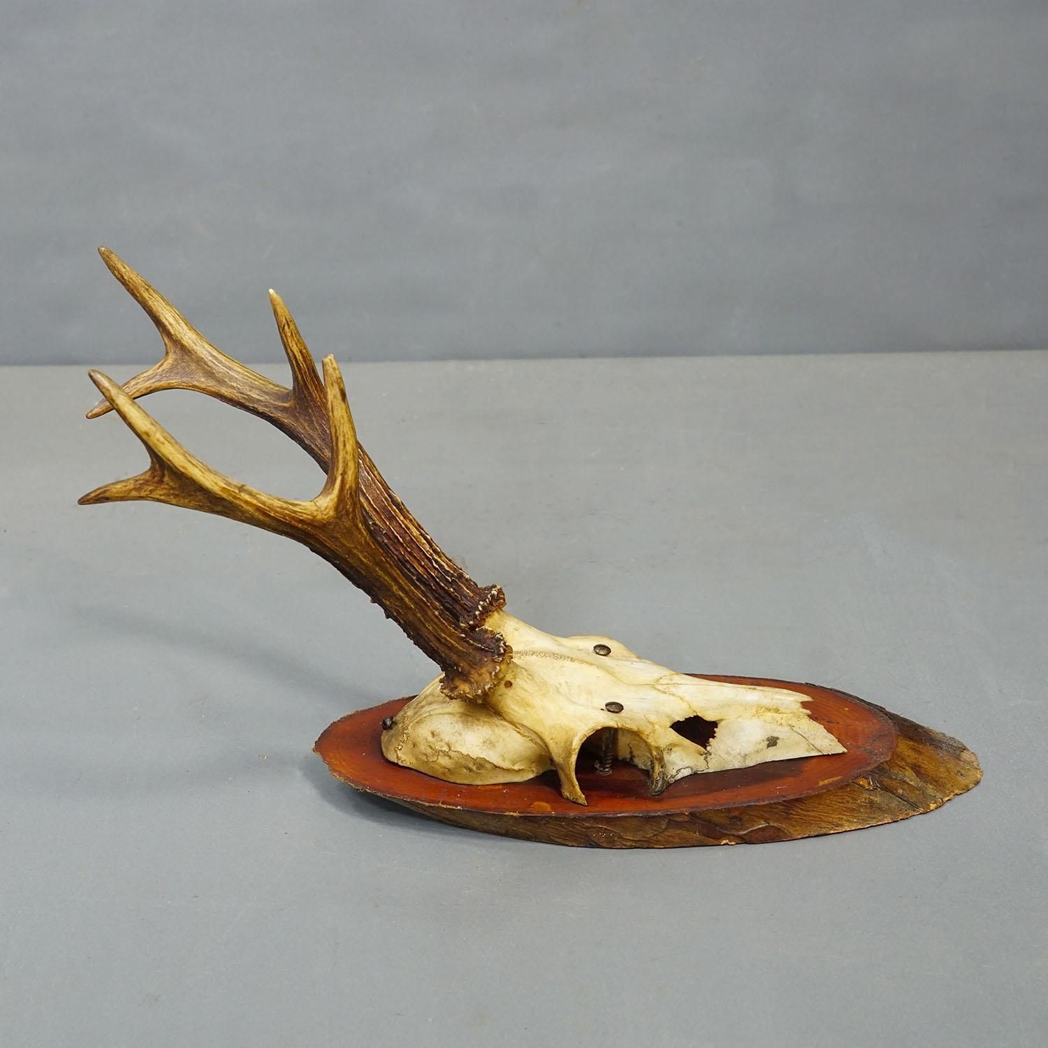 Set Of Six Roe Deer Trophies On Wooden Slices Germany Ca. 1960s photo buy