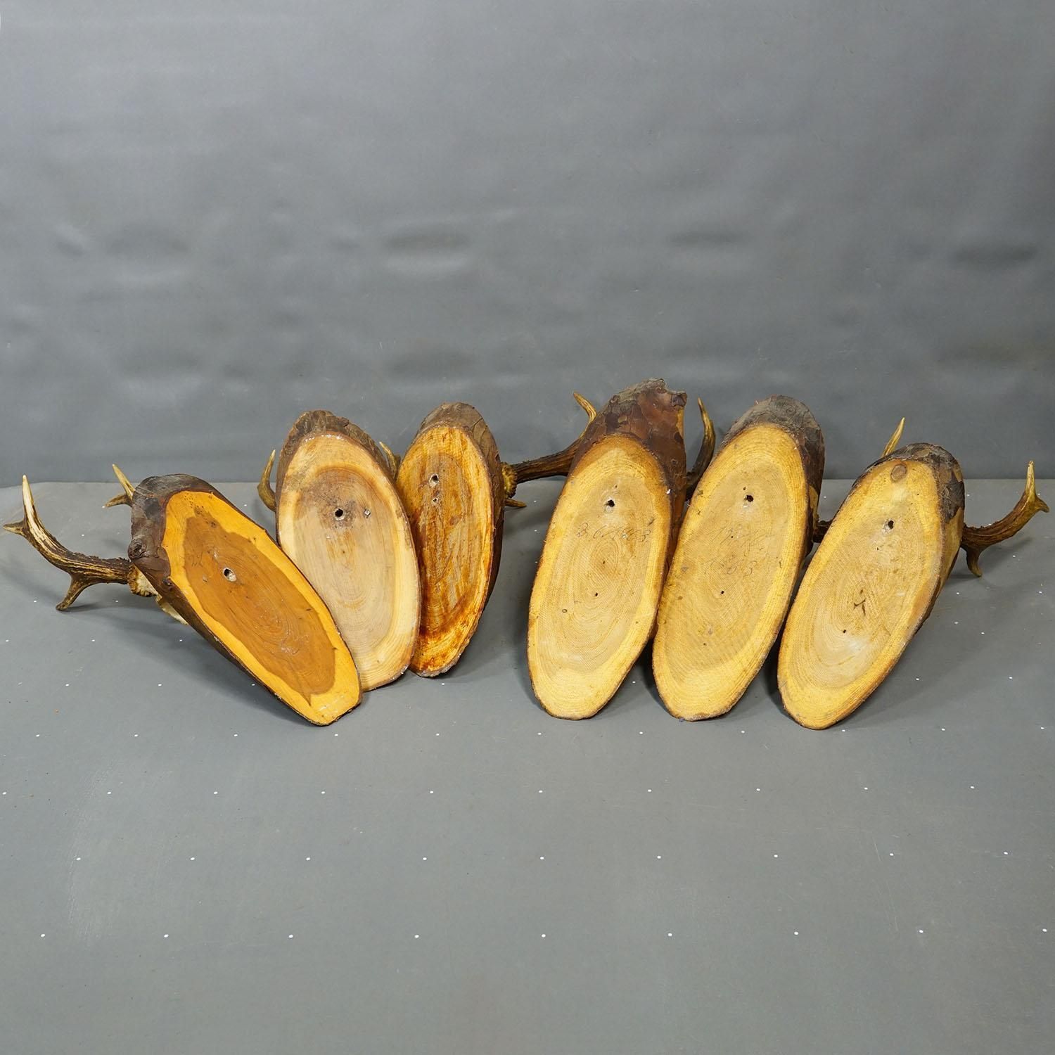 Set Of Six Roe Deer Trophies On Wooden Slices Germany Ca. 1960s photo vintage