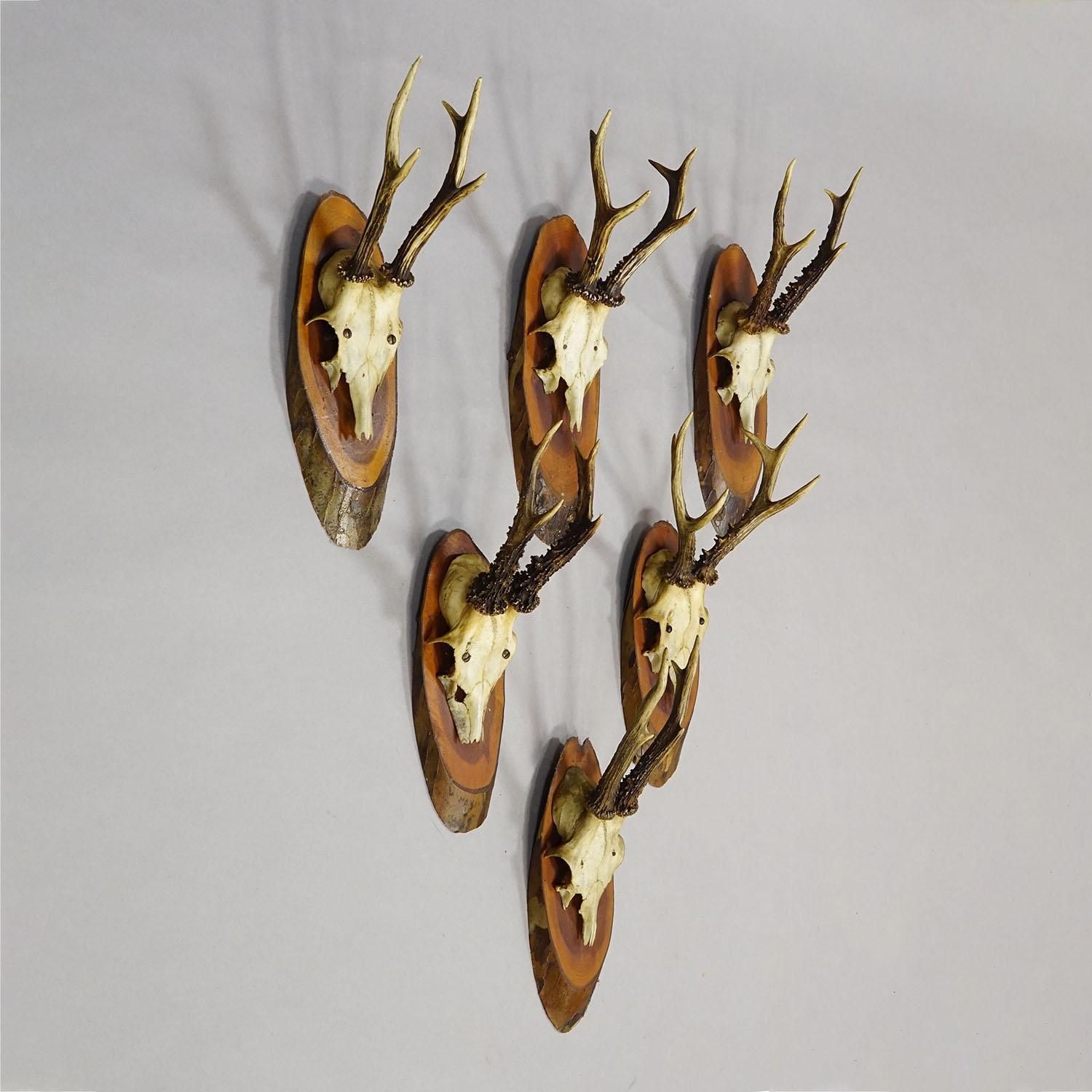 Set Of Six Roe Deer Trophies On Wooden Slices Germany Ca. 1950s photo Home Decor