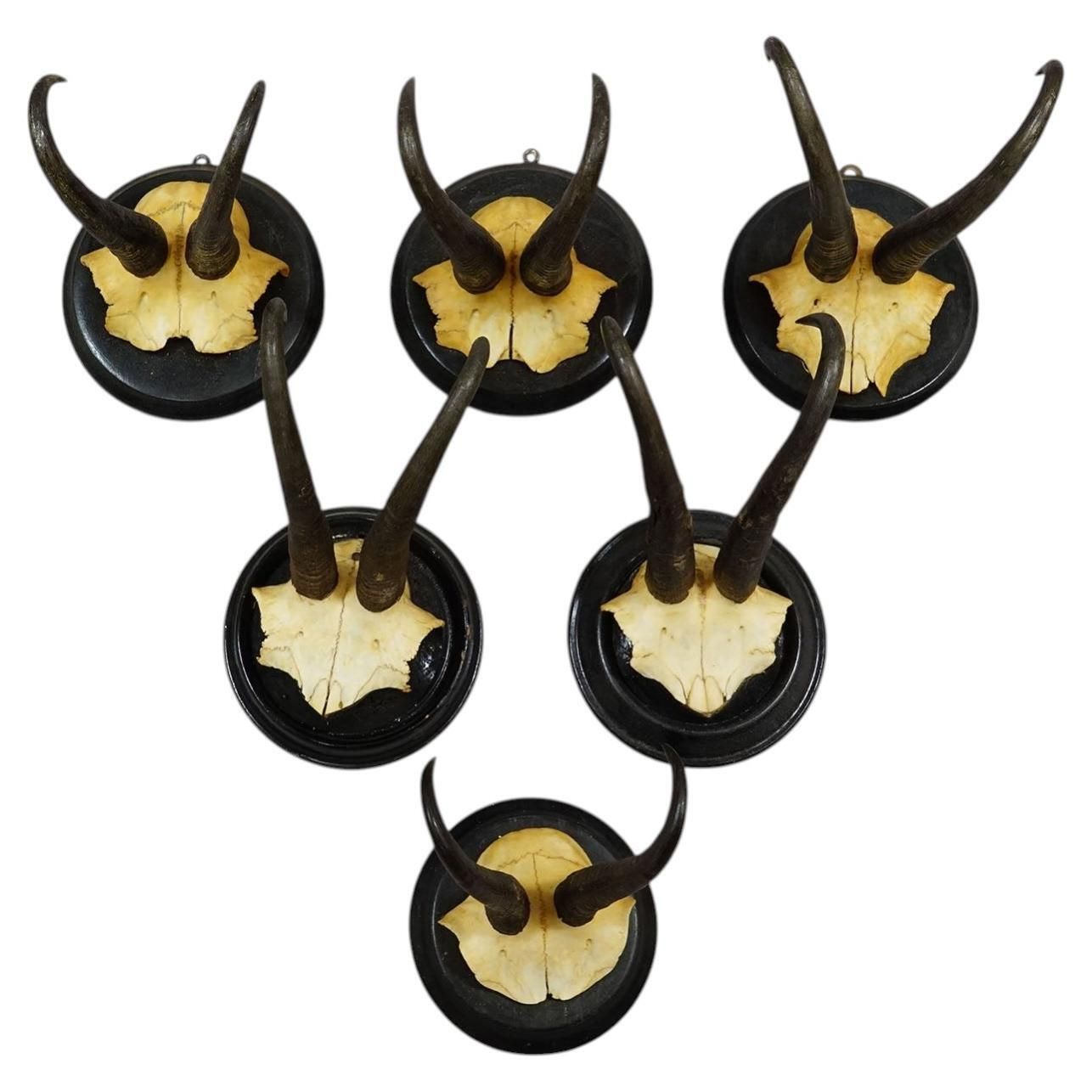 Antiek Set Van Zes Gems Trofeeën Op Gedraaide Plaques, Duitsland Ca. 1900