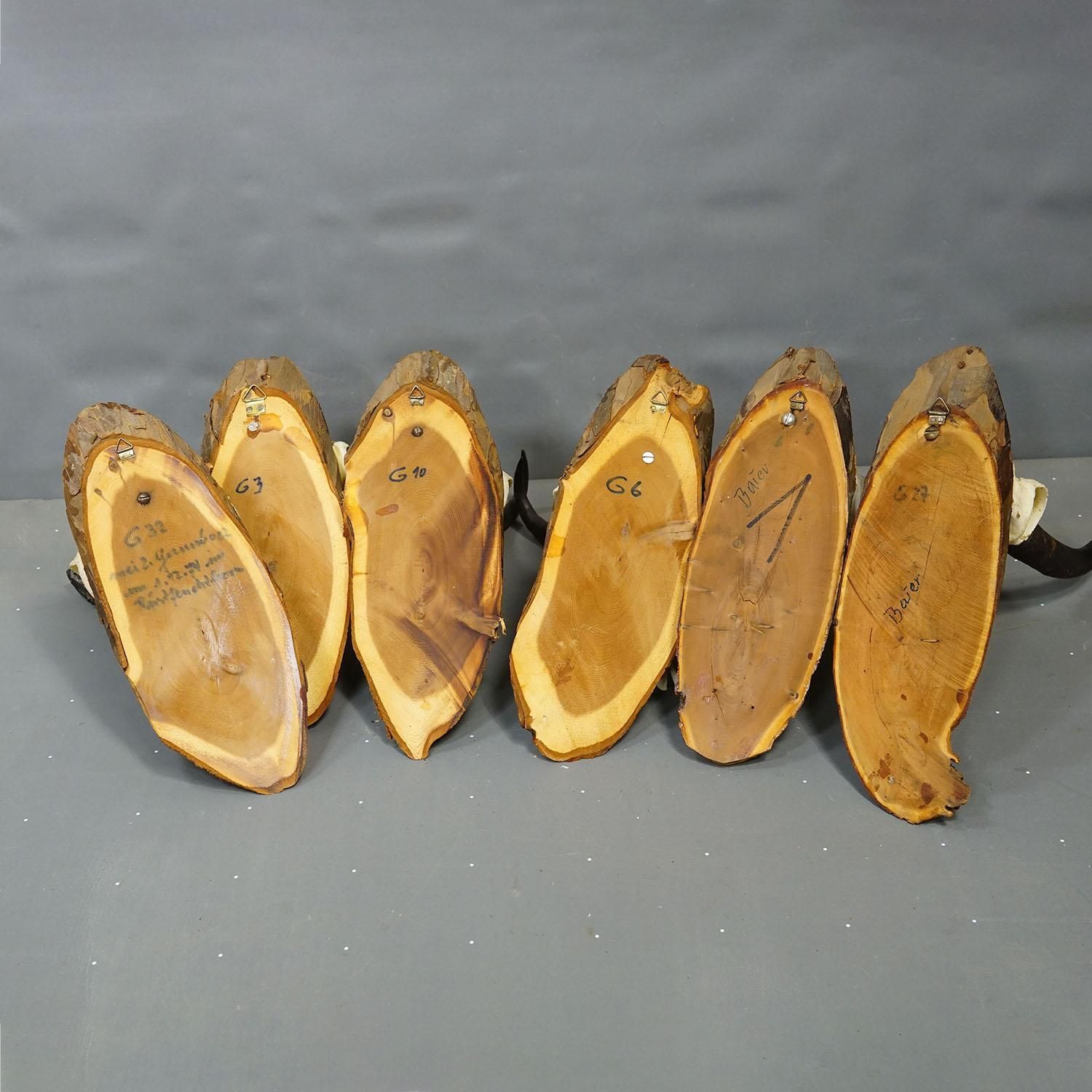 Vintage Set Of Six Chamois Trophies On Wooden Plaques, Germany Ca. 1970s photo vintage