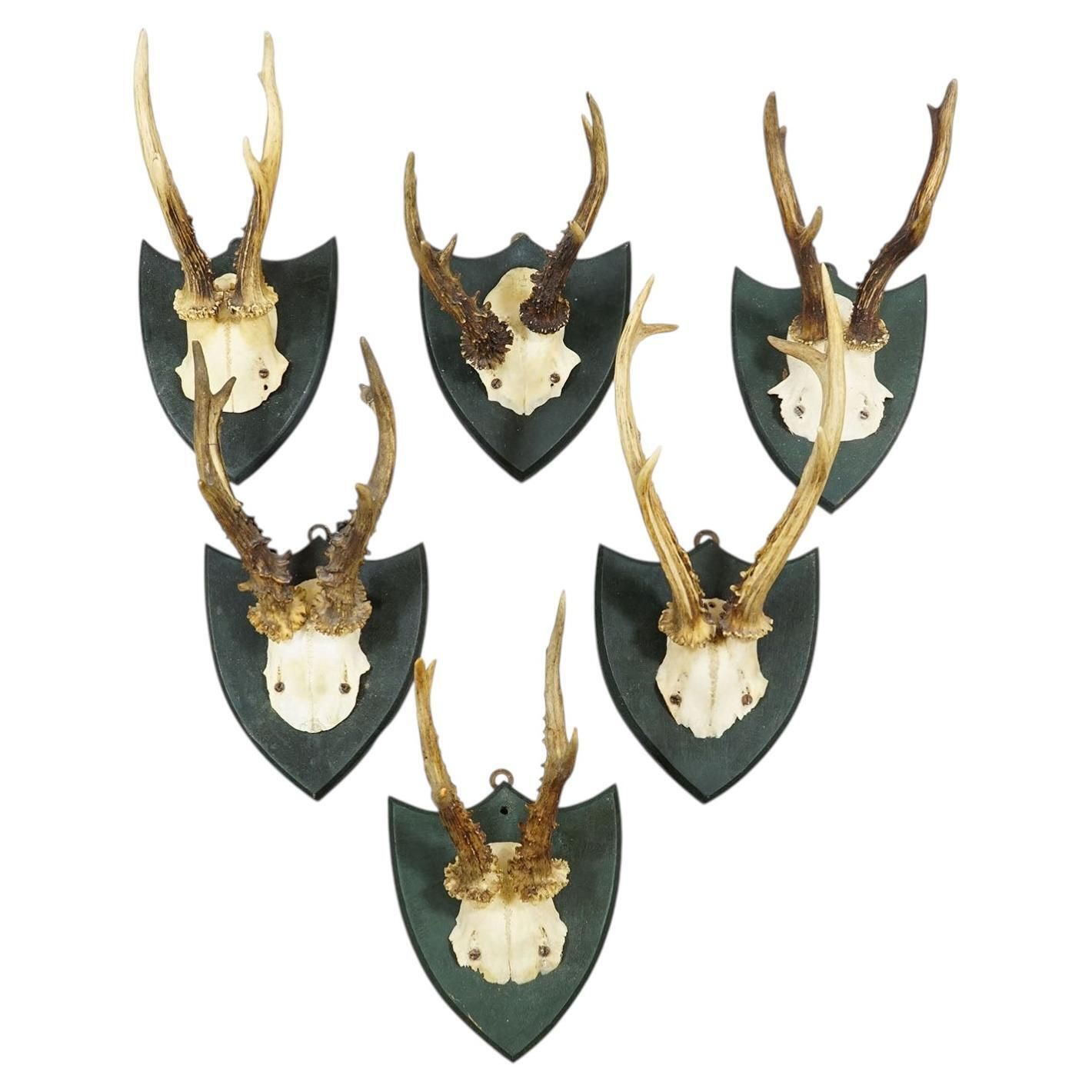 Set Of Six Roe Deer Trophies On Wooden Plaques Salem Germany Ca. 1900s