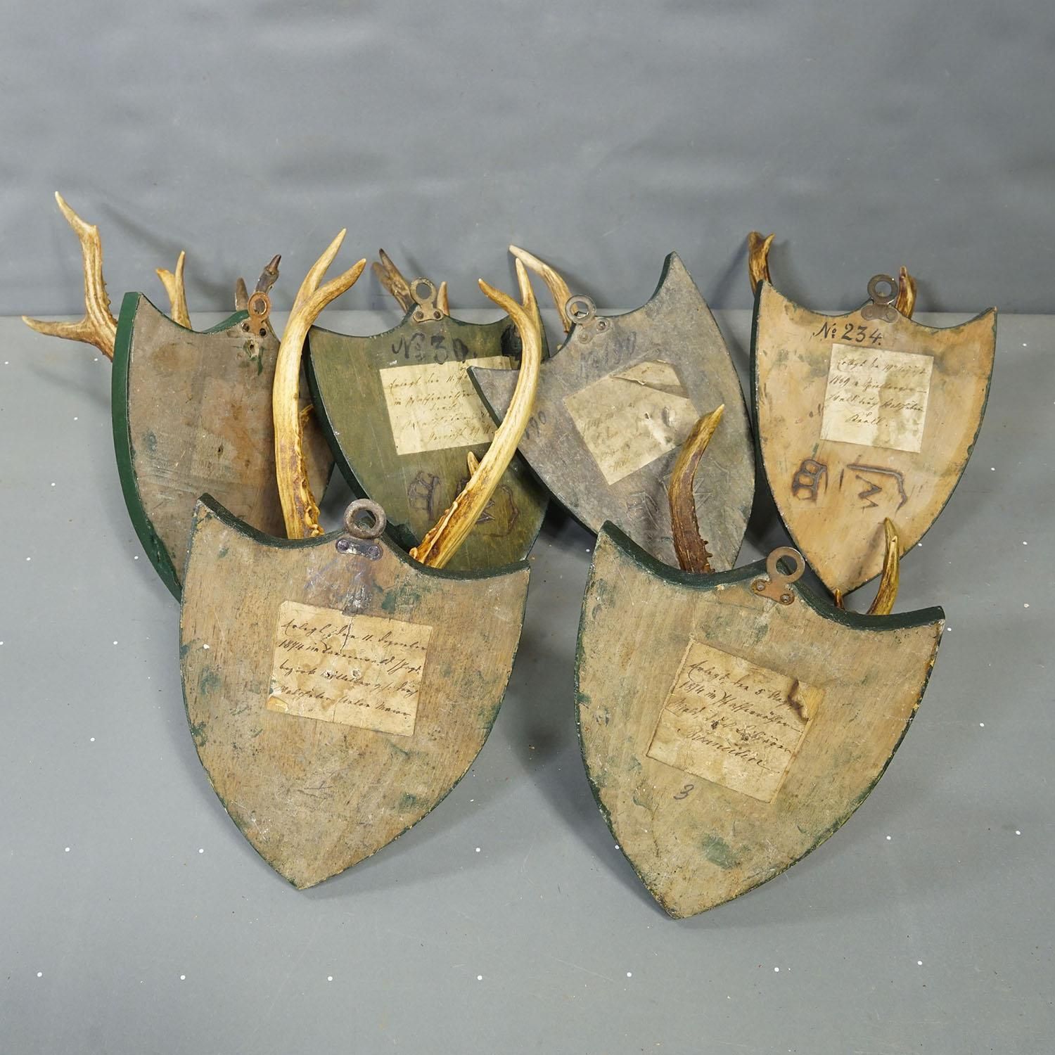 Set Of Six Roe Deer Trophies On Wooden Plaques Salem Germany Ca. 1900s photo vintage