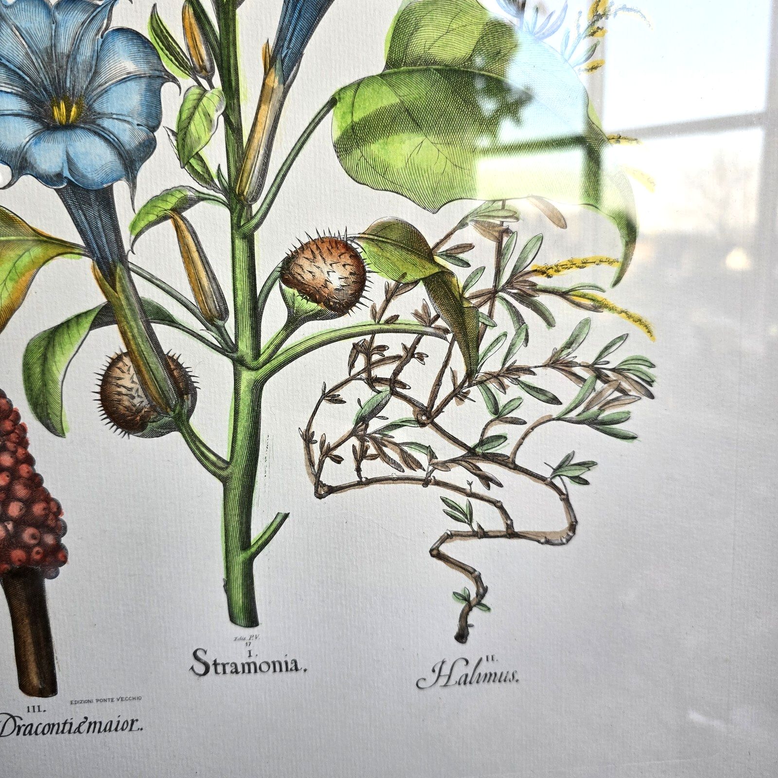 Vintage Botanical Print Framed Basilius Besler Floral Flower Study Stramonia photo Art