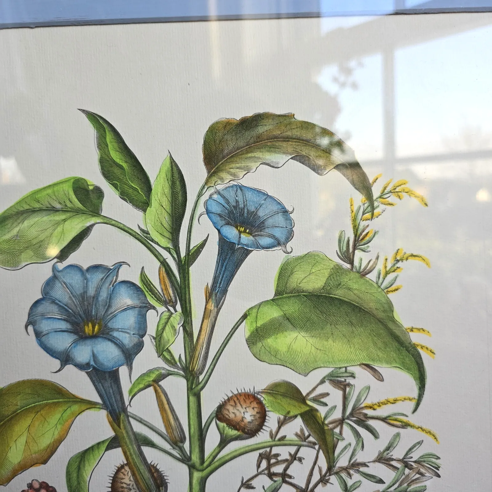 Vintage Botanical Print Framed Basilius Besler Floral Flower Study Stramonia photo 75.0