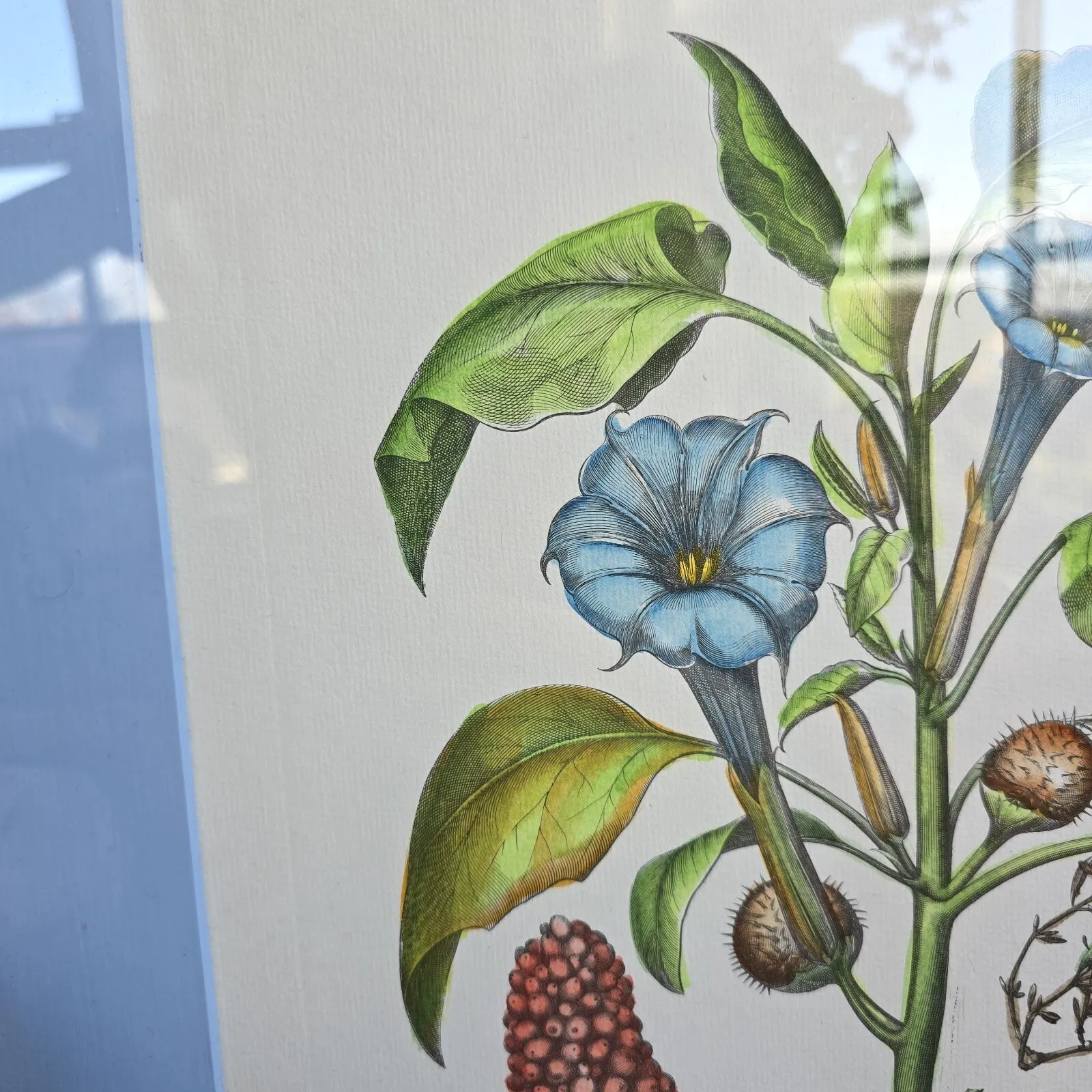 Vintage Botanical Print Framed Basilius Besler Floral Flower Study Stramonia photo vinterior