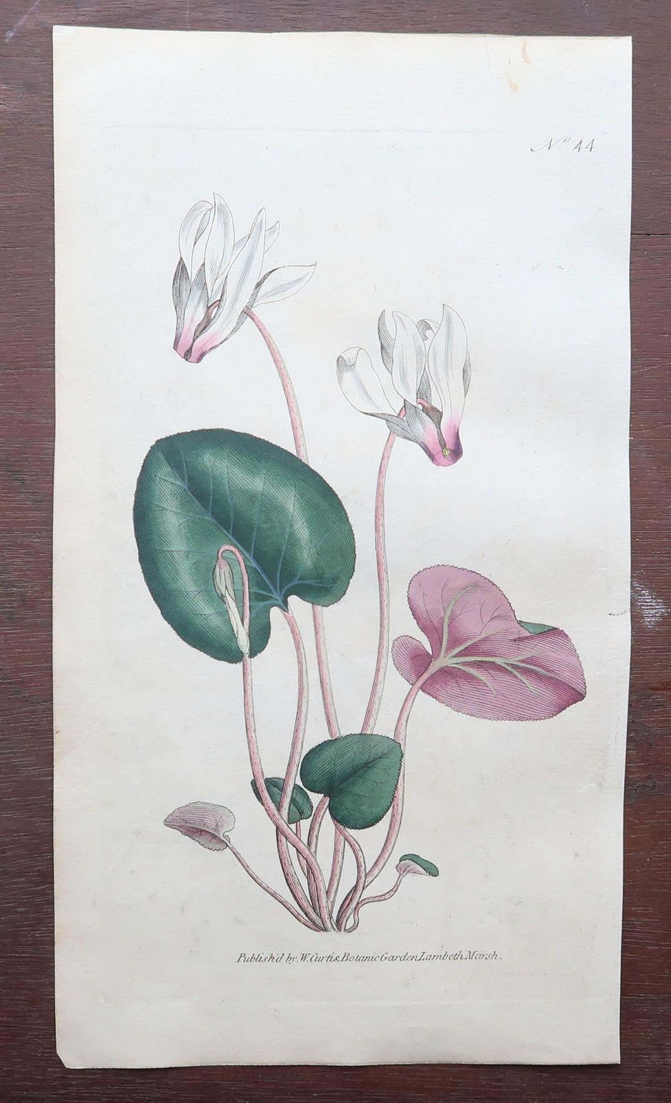 Set Of 12 Original Antique Botanical Prints After Sowerby. English 18th Century photo furniture
