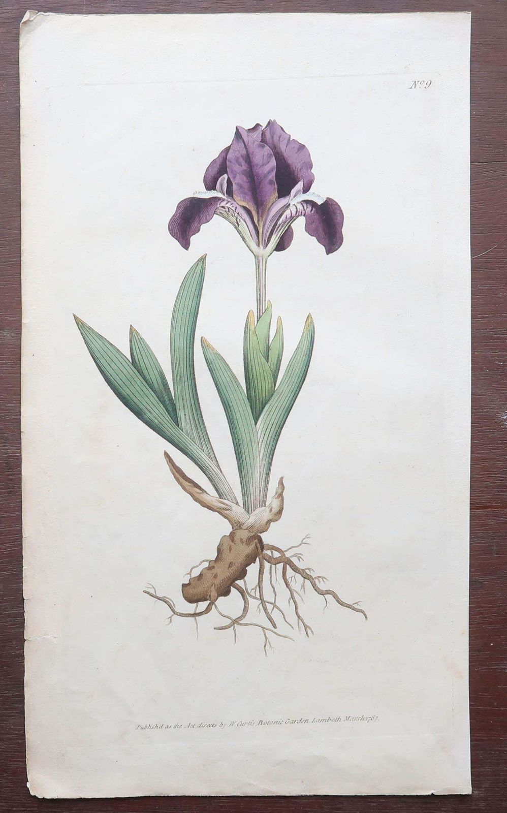 Set Of 12 Original Antique Botanical Prints After Sowerby. English 18th Century photo buy