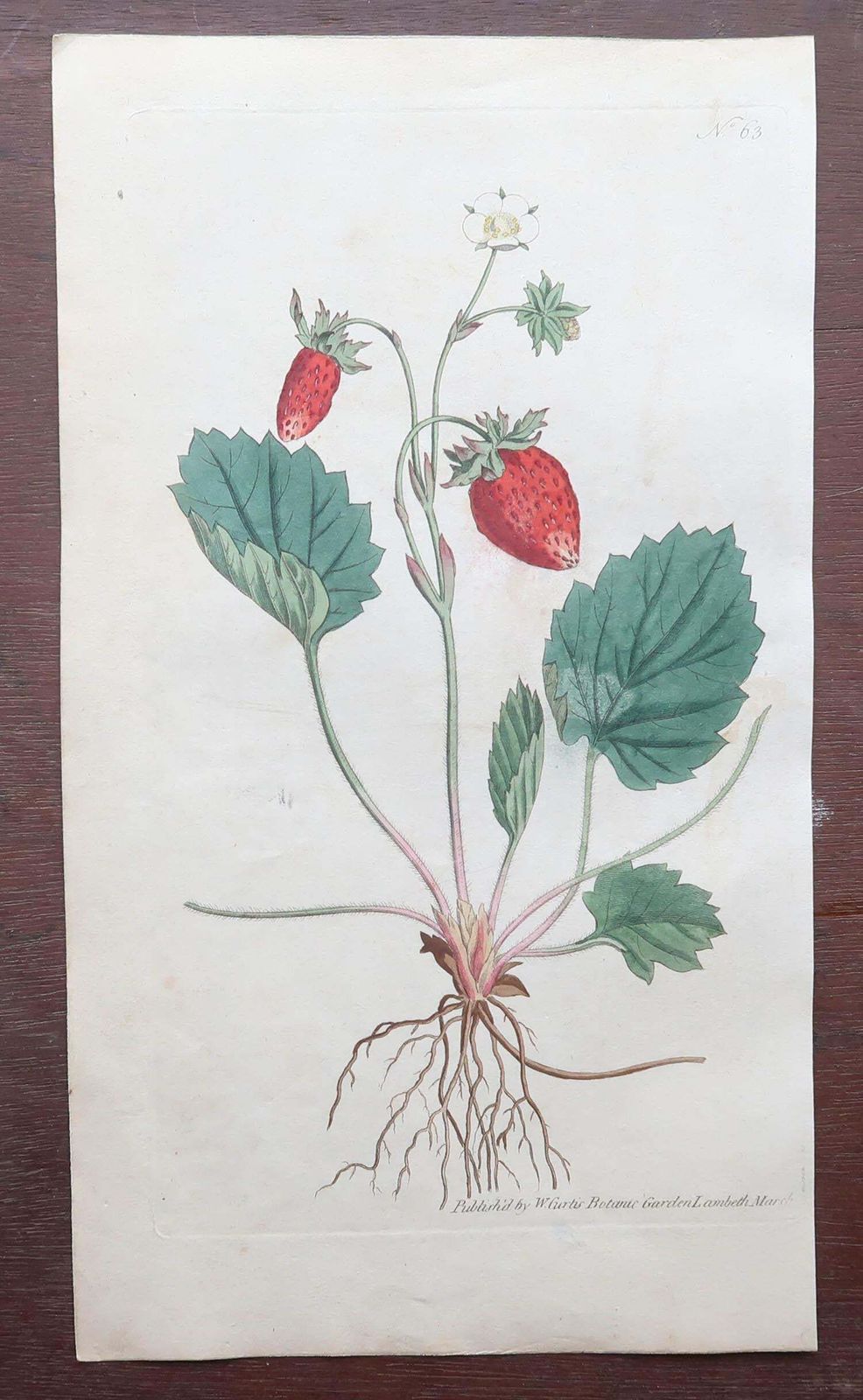 Set Of 12 Original Antique Botanical Prints After Sowerby. English 18th Century photo vintage