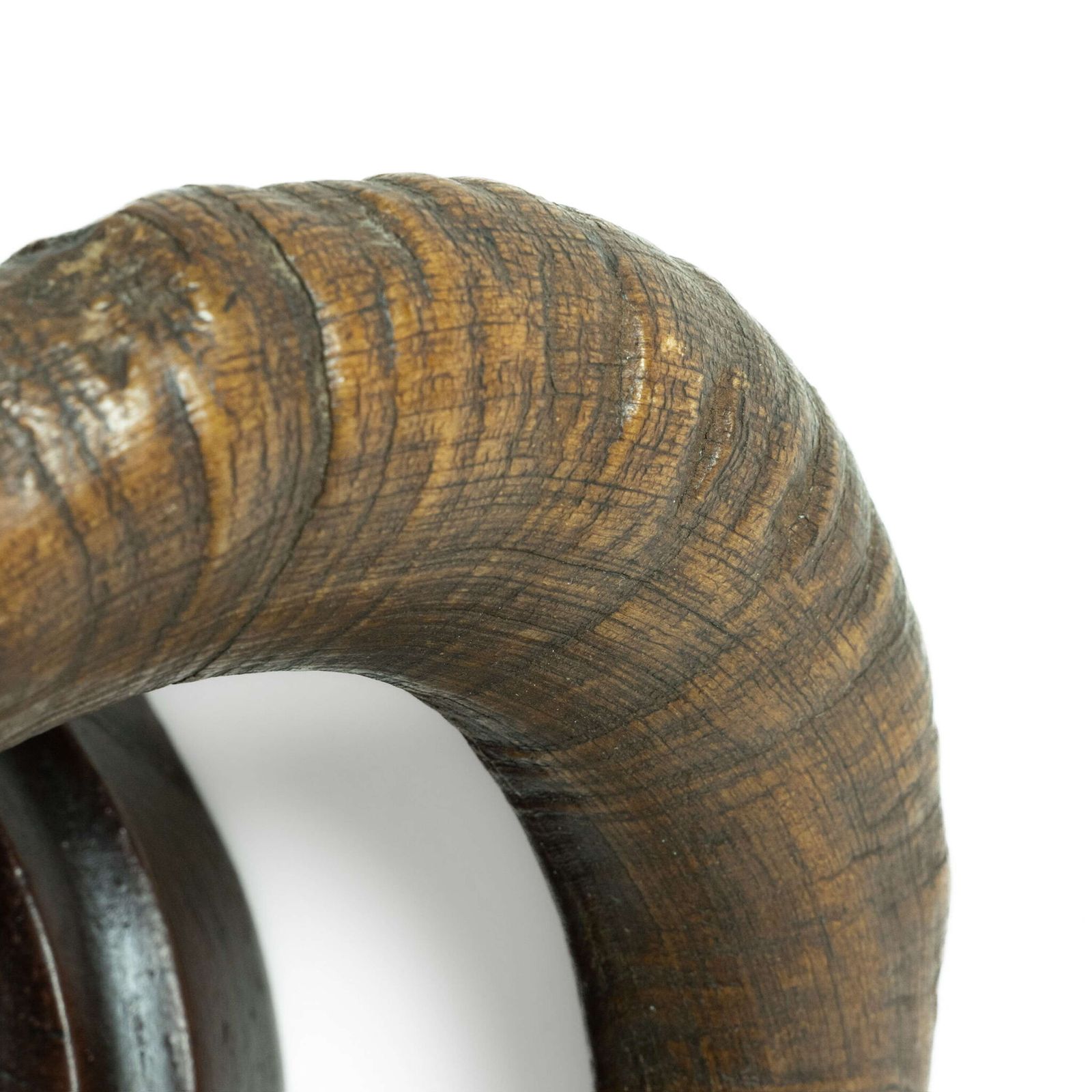 19th Century Mounted Taxidermy Ram Horns photo for sale