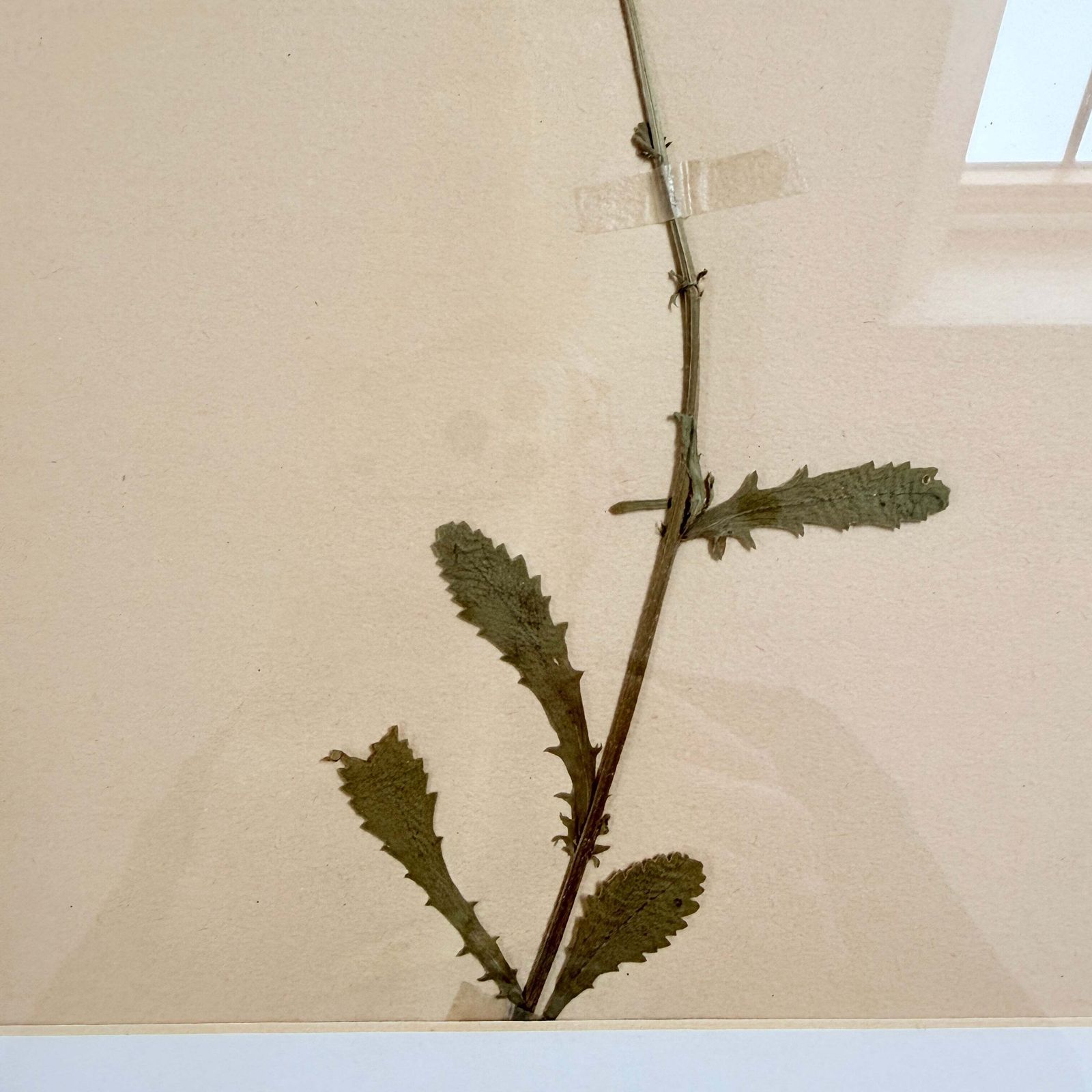 Framed Original Year 1935 Herbarium Specimen, Botanical Art. Daisy. Sweden photo for sale