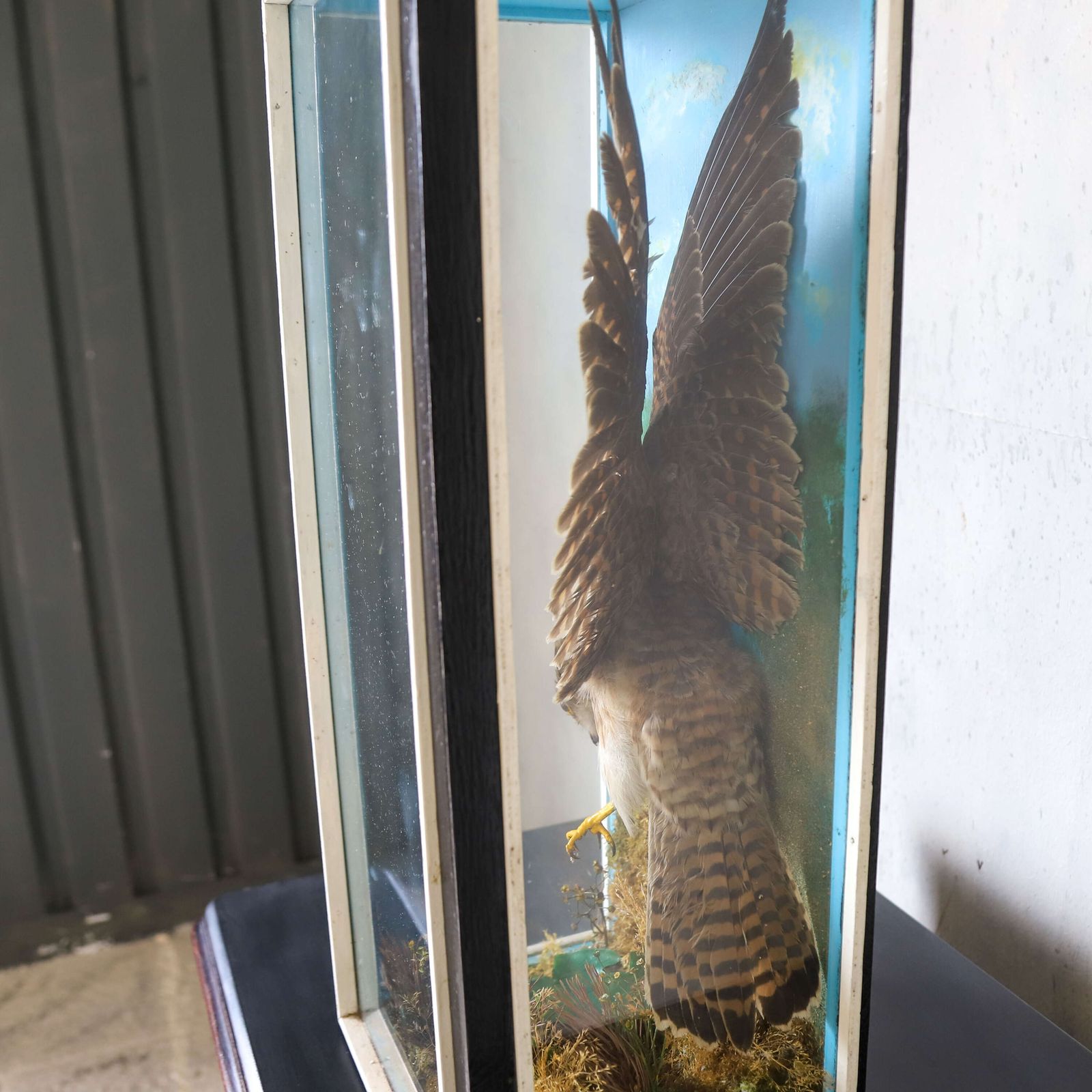 Early 20th‑Century Taxidermy Kestrel Diorama In Painted Case, England, Circa 1930 photo 575.0