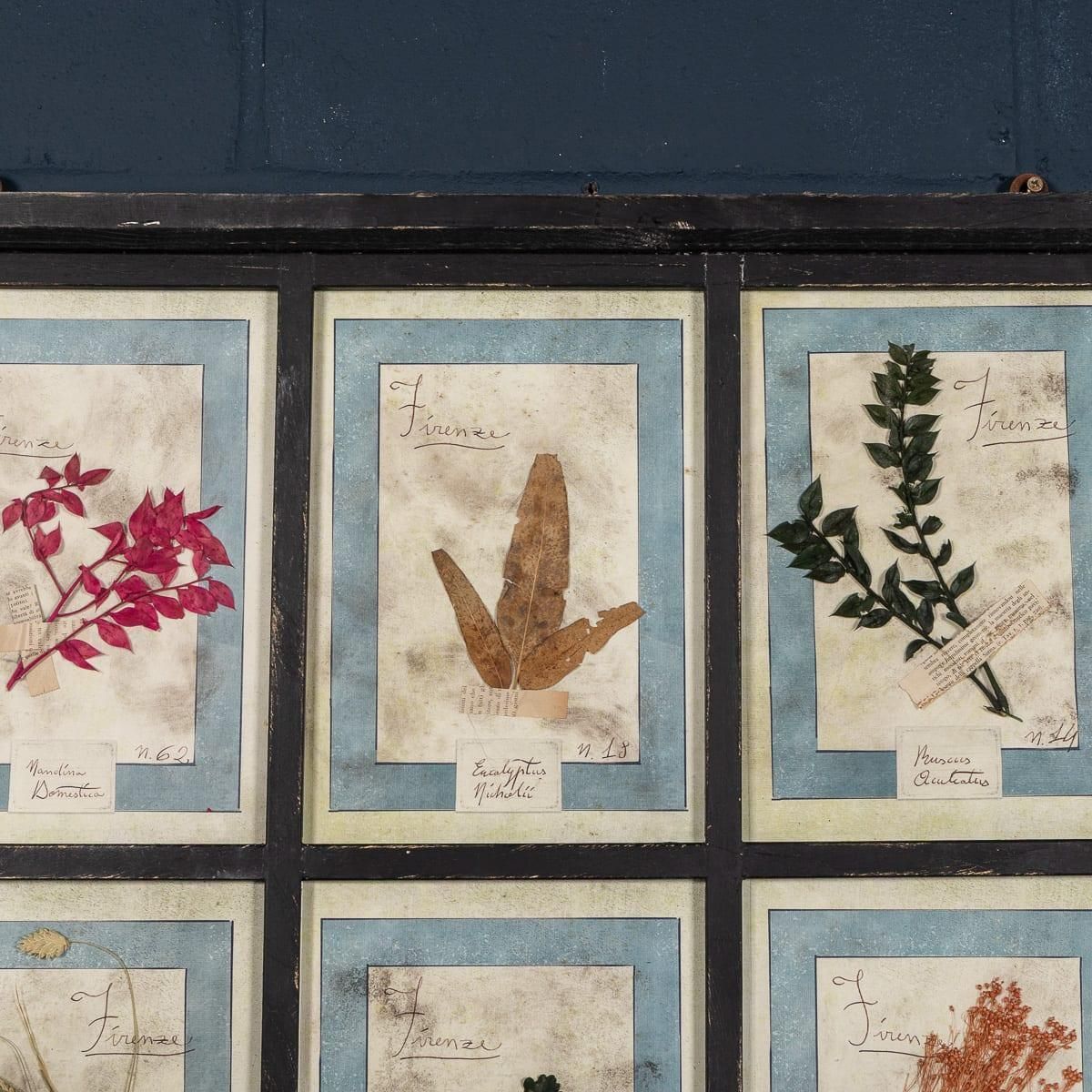 20th Century Italian Large Oak Frame Containing Pressed Flowers & Herbs photo vinterior