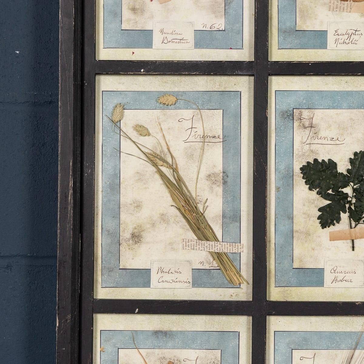 20th Century Italian Large Oak Frame Containing Pressed Flowers & Herbs photo vintage