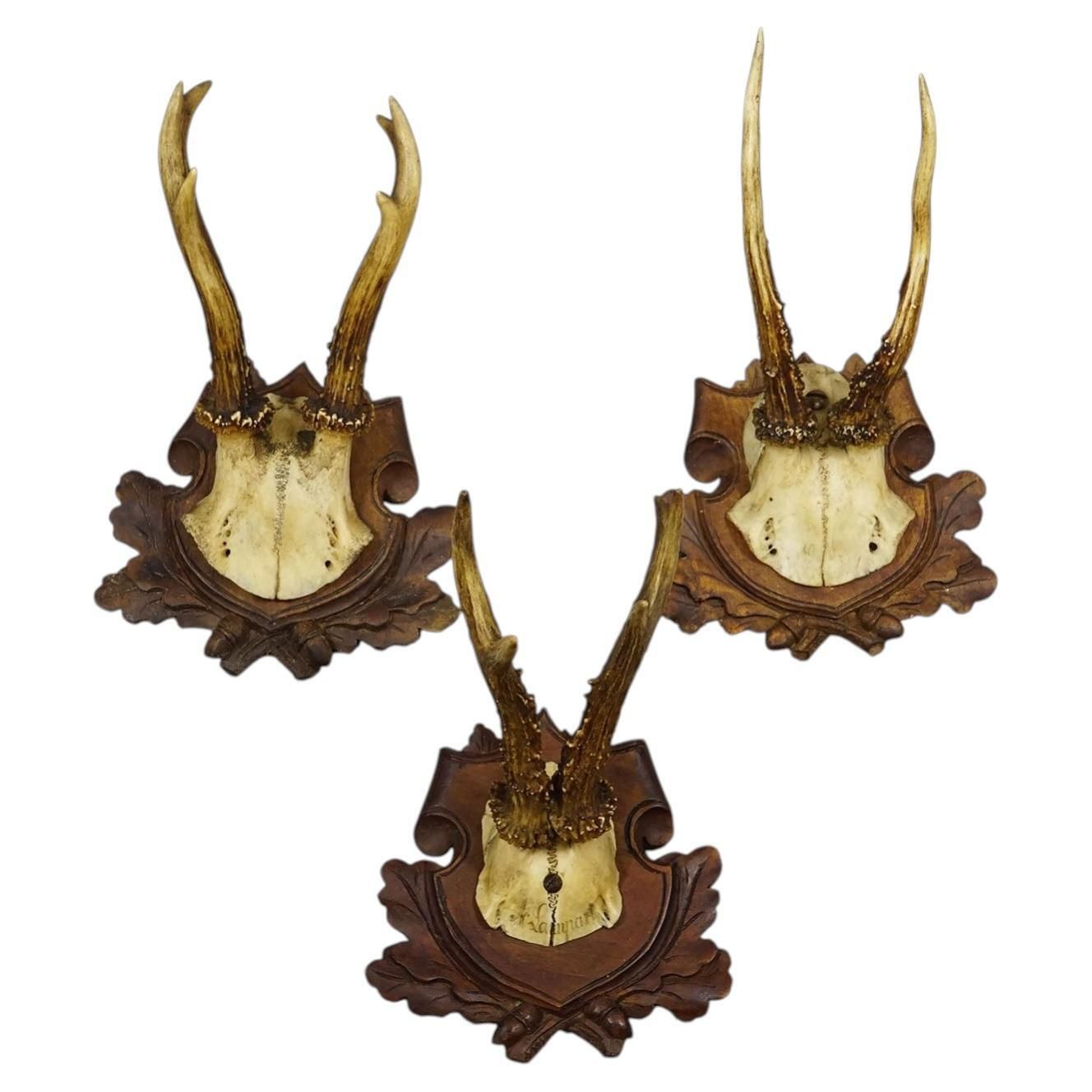 Set Of Three Antique Roe Deer Trophies On Carved Plaques Germany Ca. 1900