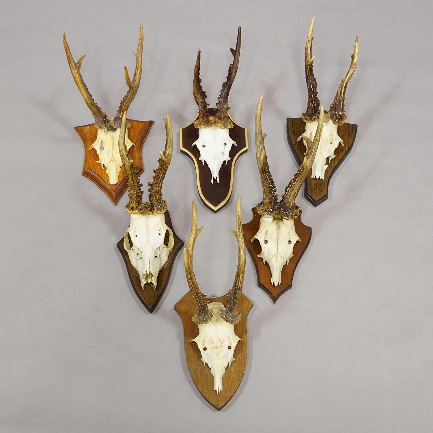 Vintage Set Of Six Roe Deer Trophies On Wooden Plaques Germany Ca. 1950/1960s photo for sale