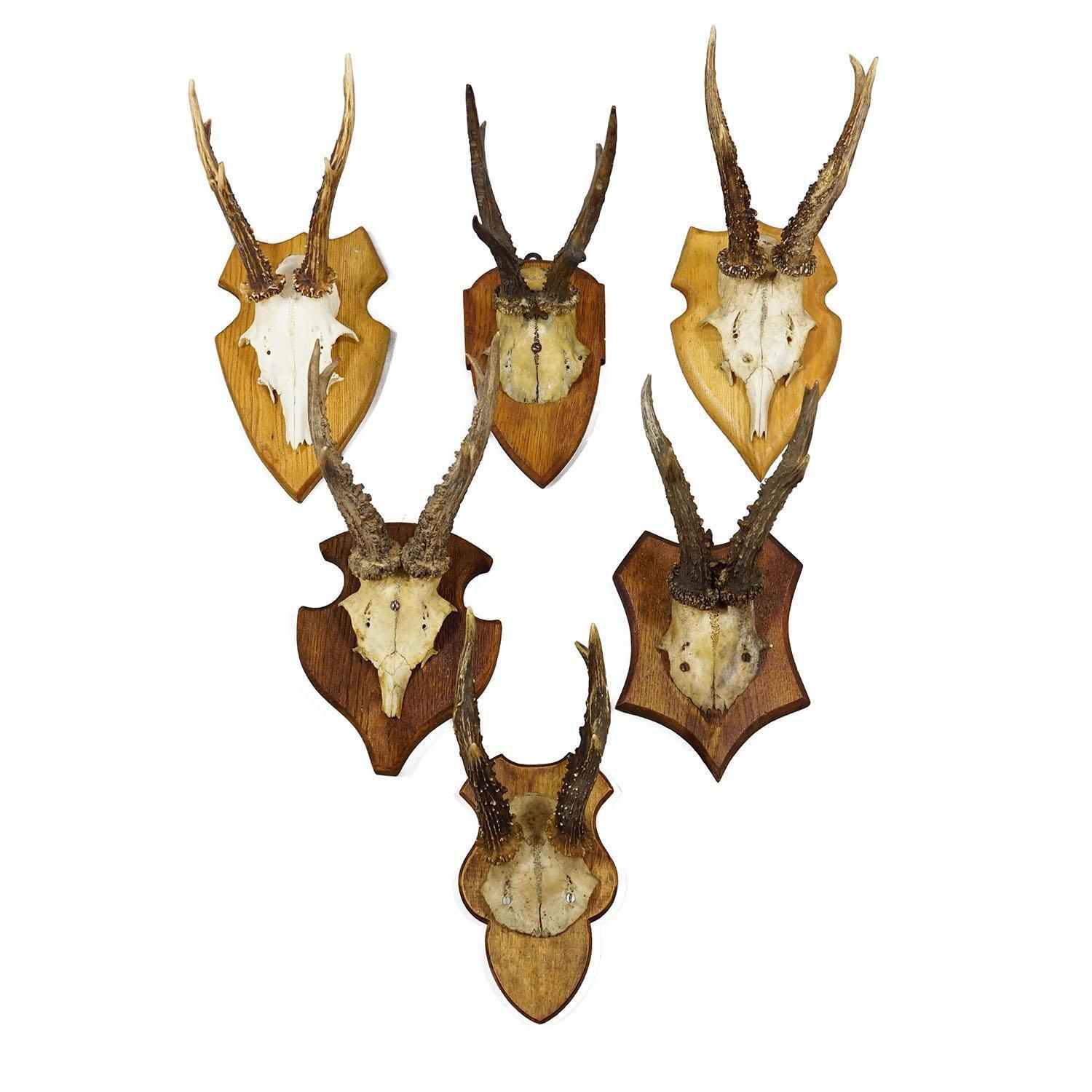Set Of Six Vintage Roe Deer Trophies On Wooden Plaques Germany Ca. 1960s photo furniture