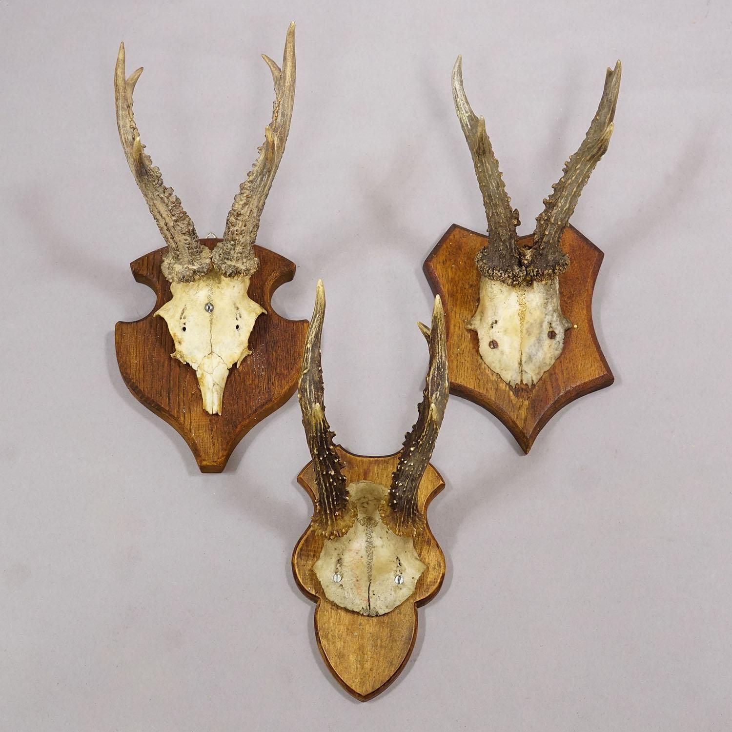 Set Of Six Vintage Roe Deer Trophies On Wooden Plaques Germany Ca. 1960s photo Art