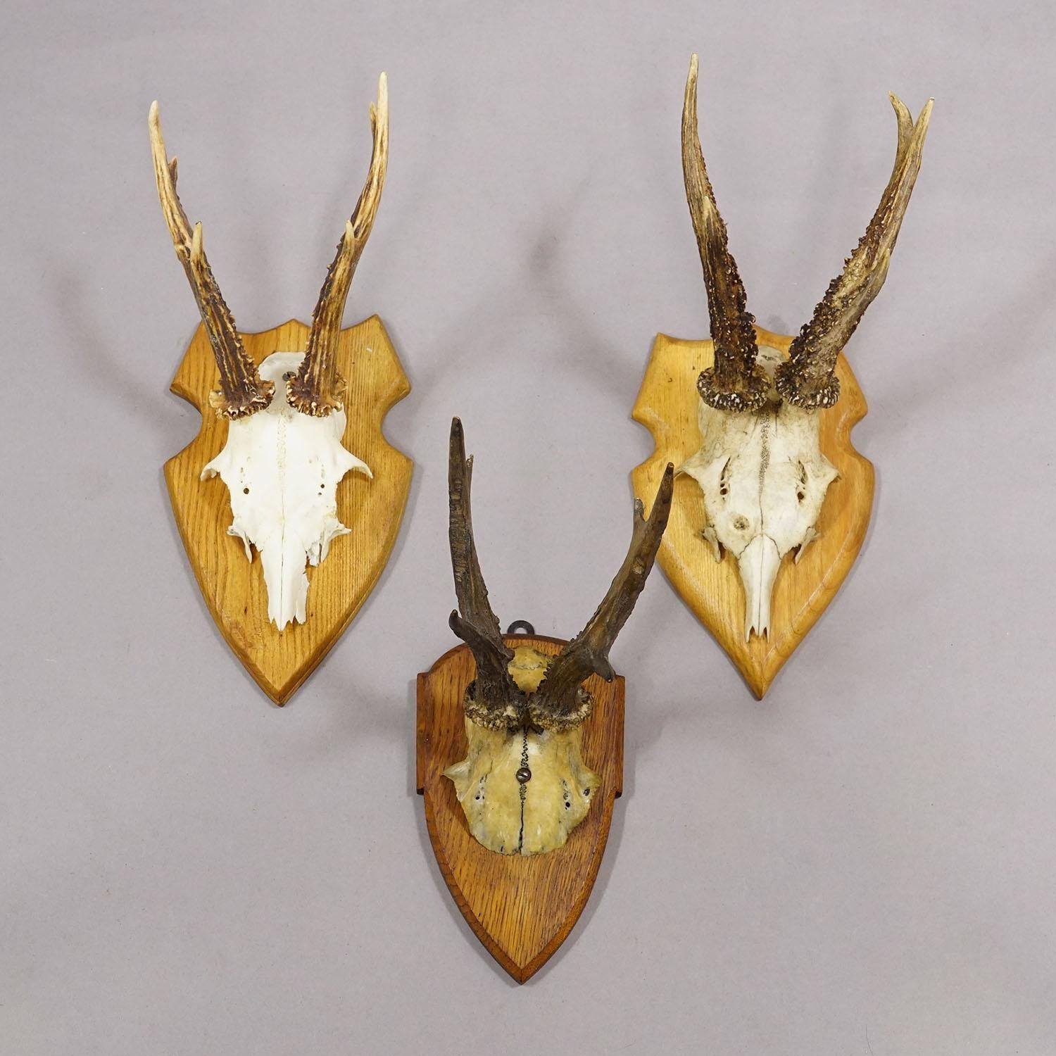 Set Of Six Vintage Roe Deer Trophies On Wooden Plaques Germany Ca. 1960s photo 472.0