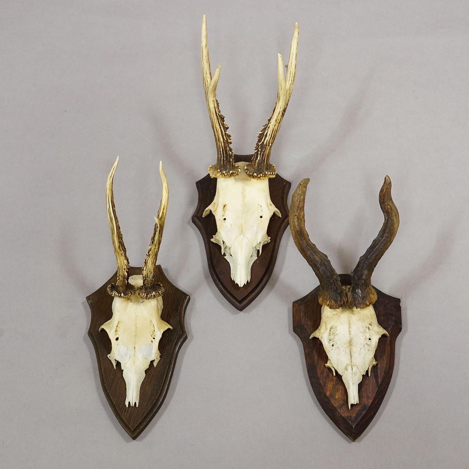 Vintage Set Of Six Roe Deer Trophies On Wooden Plaques Germany Ca. 1960s photo 442.0