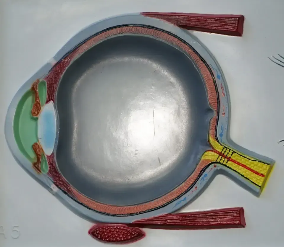 photo for sale Set Of Five Vintage Educational Anatomical 3d Display Models Brain Iris Eardrum