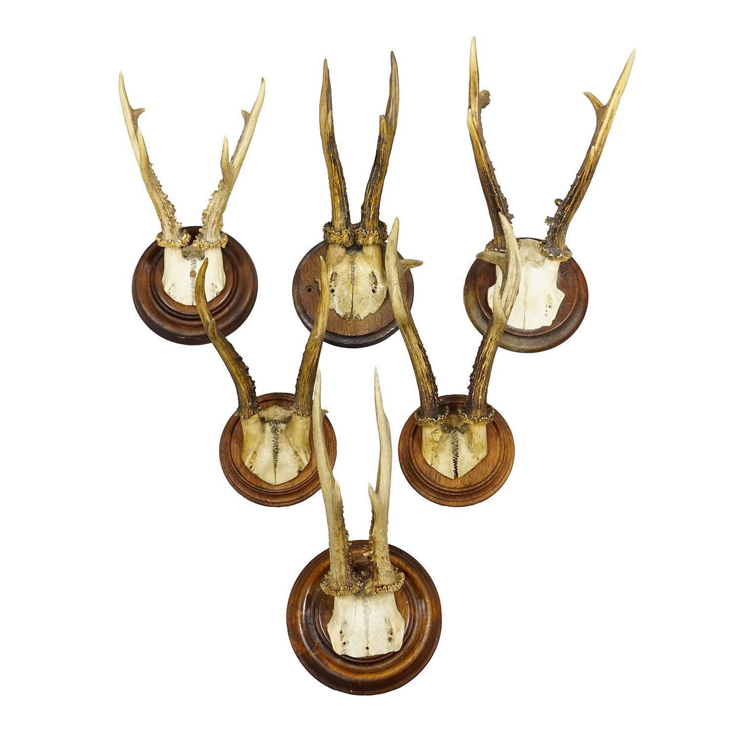 Antique Set Of Six Roe Deer Trophies On Turned Plaques Germany Ca. 1900s photo furniture