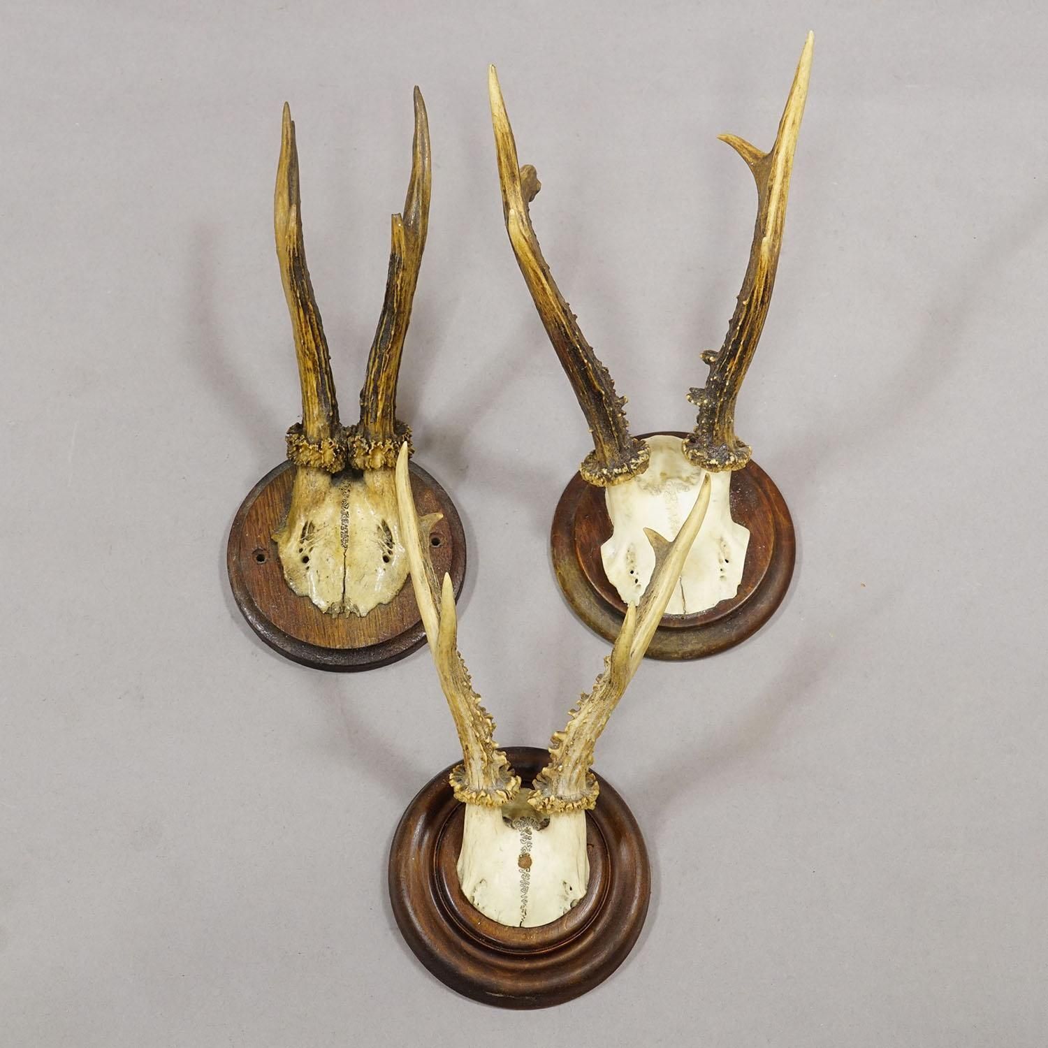 Antique Set Of Six Roe Deer Trophies On Turned Plaques Germany Ca. 1900s photo 677.0