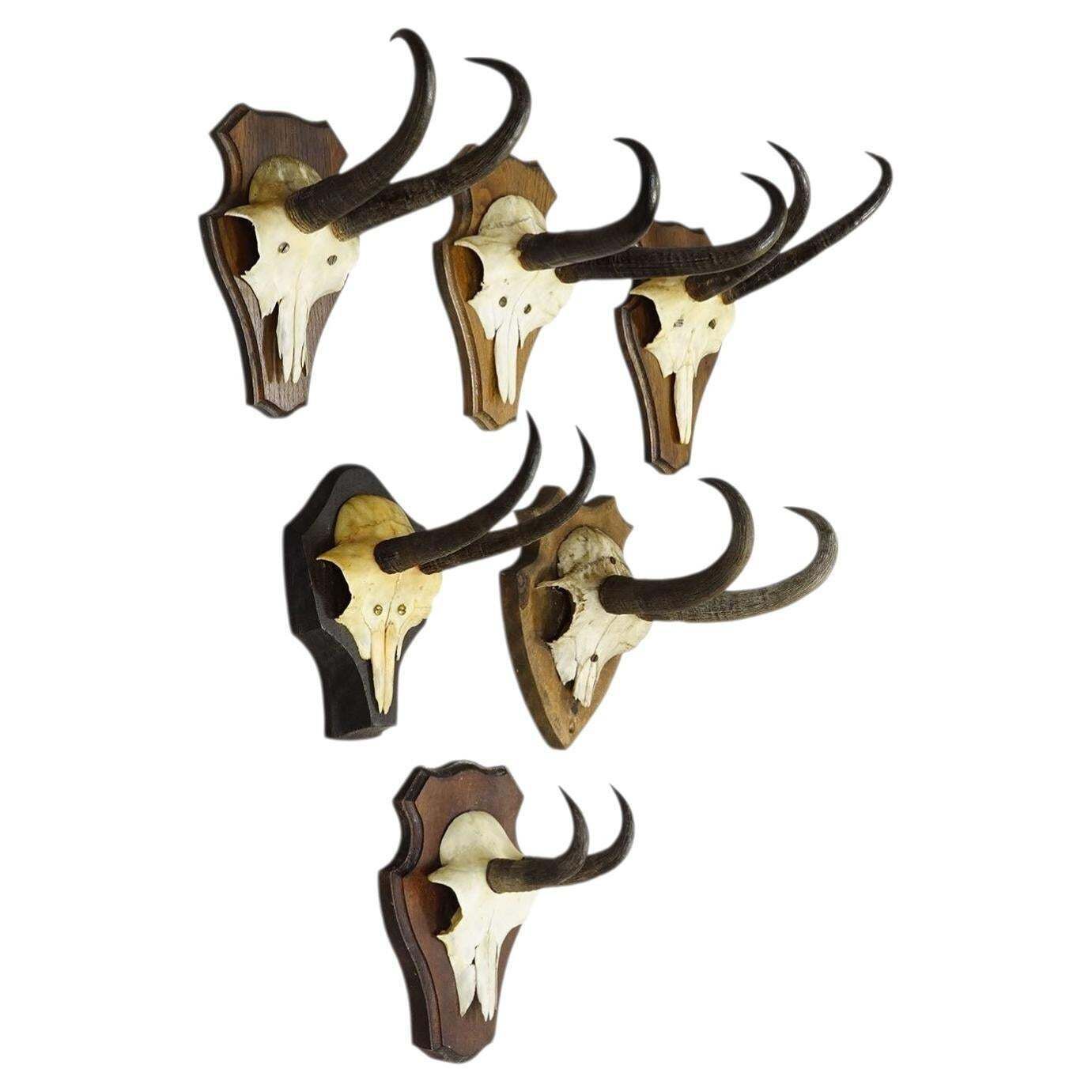Vintage Set Of Six Chamois Trophies On Shaped Plaques, Germany Ca. 1960s
