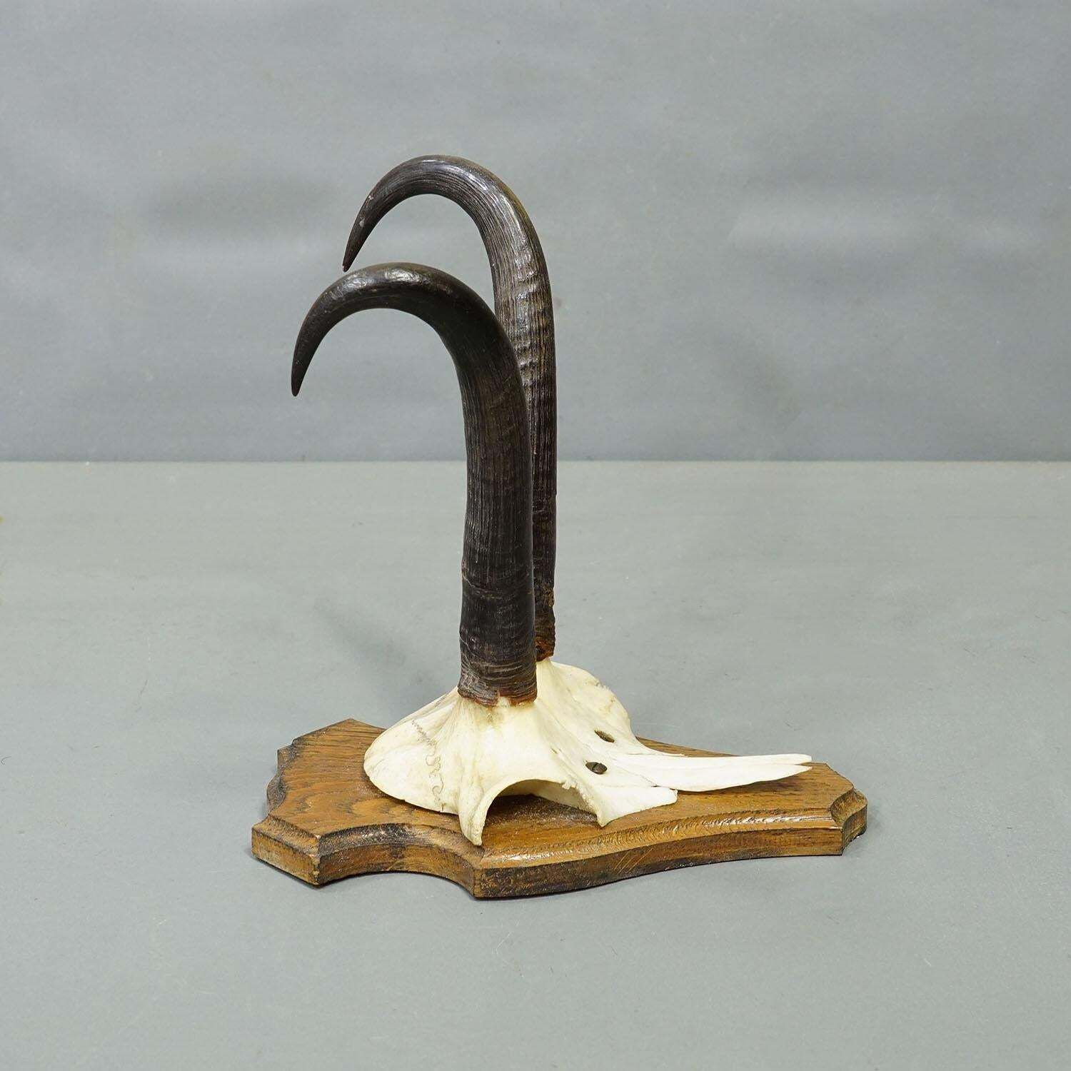 Vintage Set Of Six Chamois Trophies On Shaped Plaques, Germany Ca. 1960s photo buy