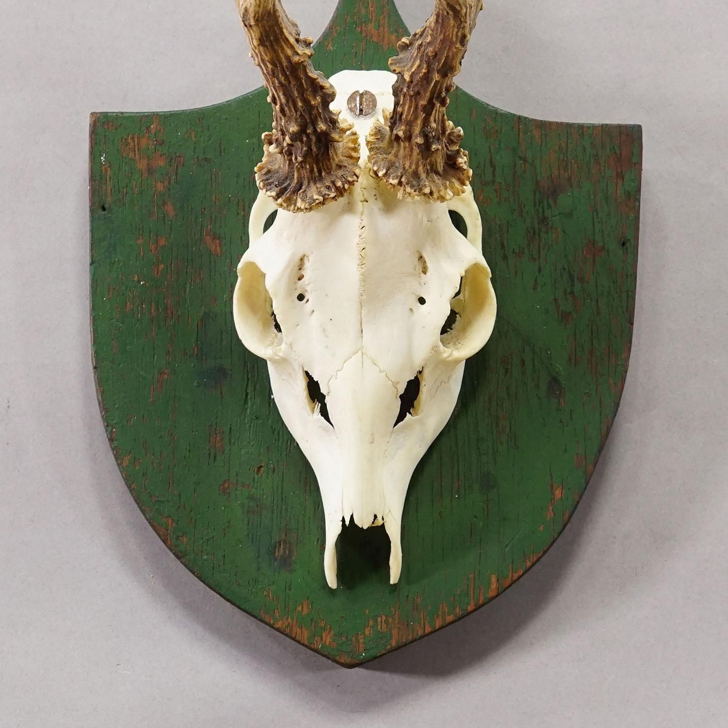 Antique Black Forest Red Deer Trophy On Green Plaque   Salem Germany 1900 photo 366.0