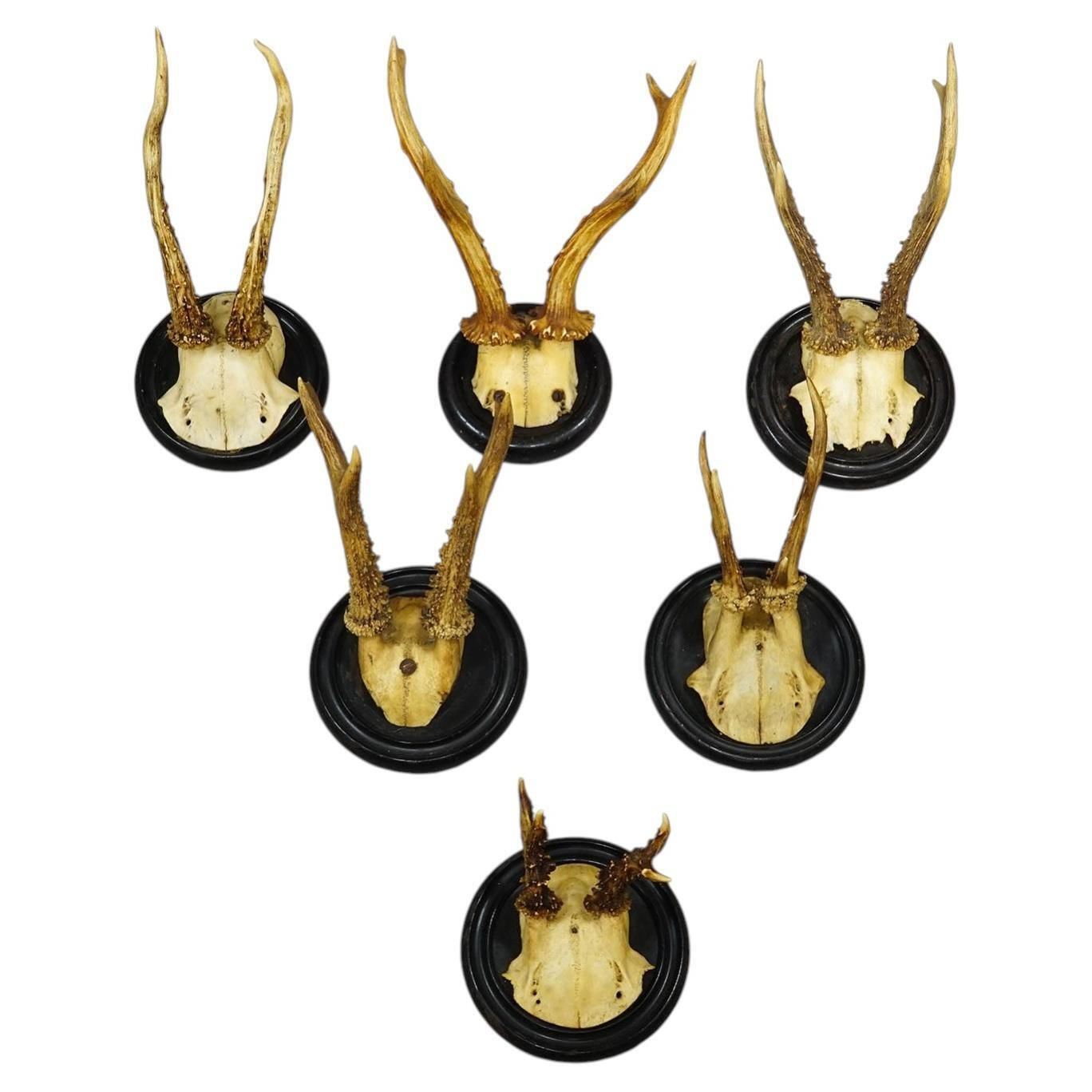 Antique Collection Of Six Roe Deer Trophies On Turned Plaques, Germany Ca. 1900s